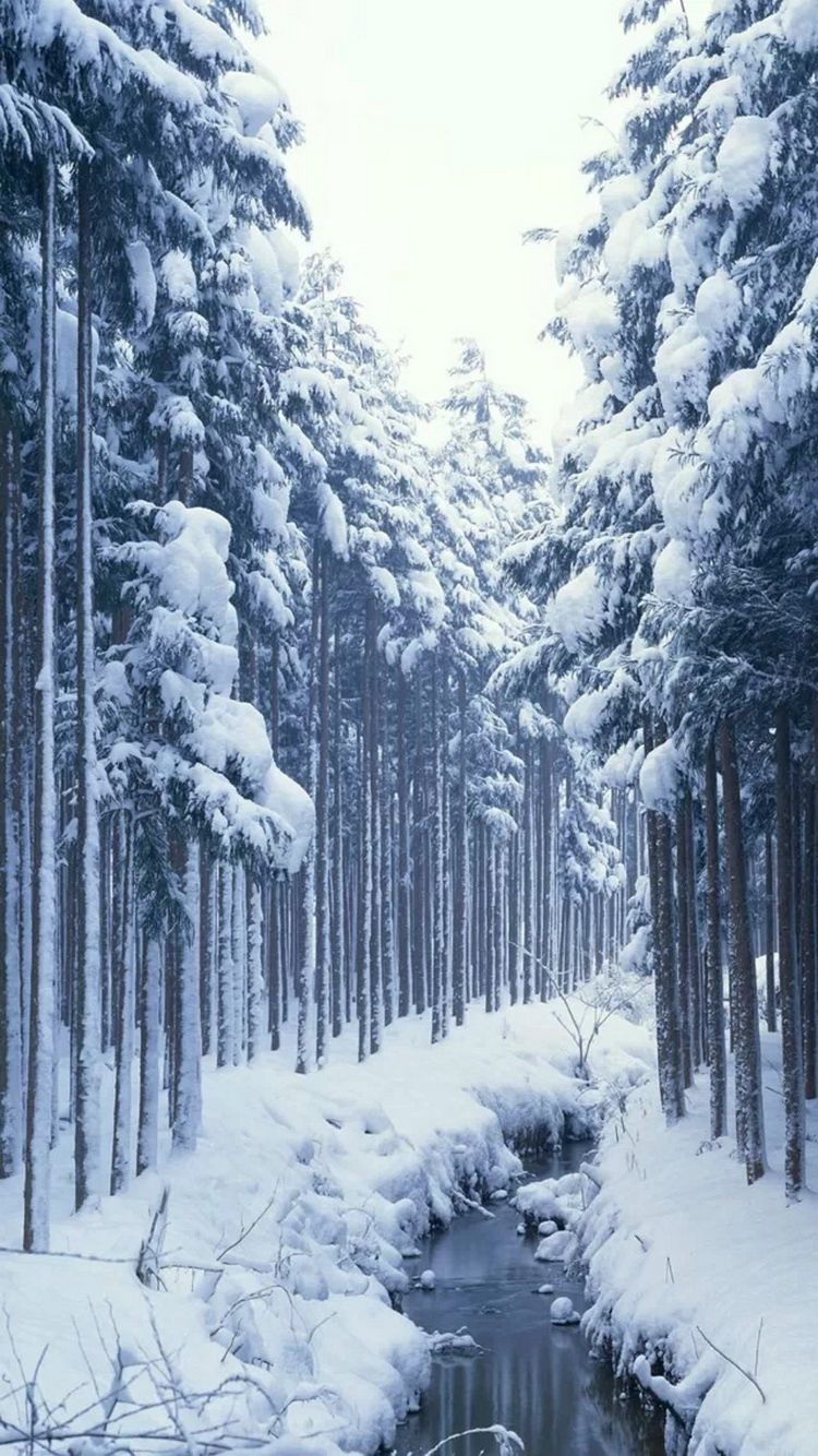 750x1340 Winter Forest Phone Wallpaper Free Winter Forest Phone Background, Phone