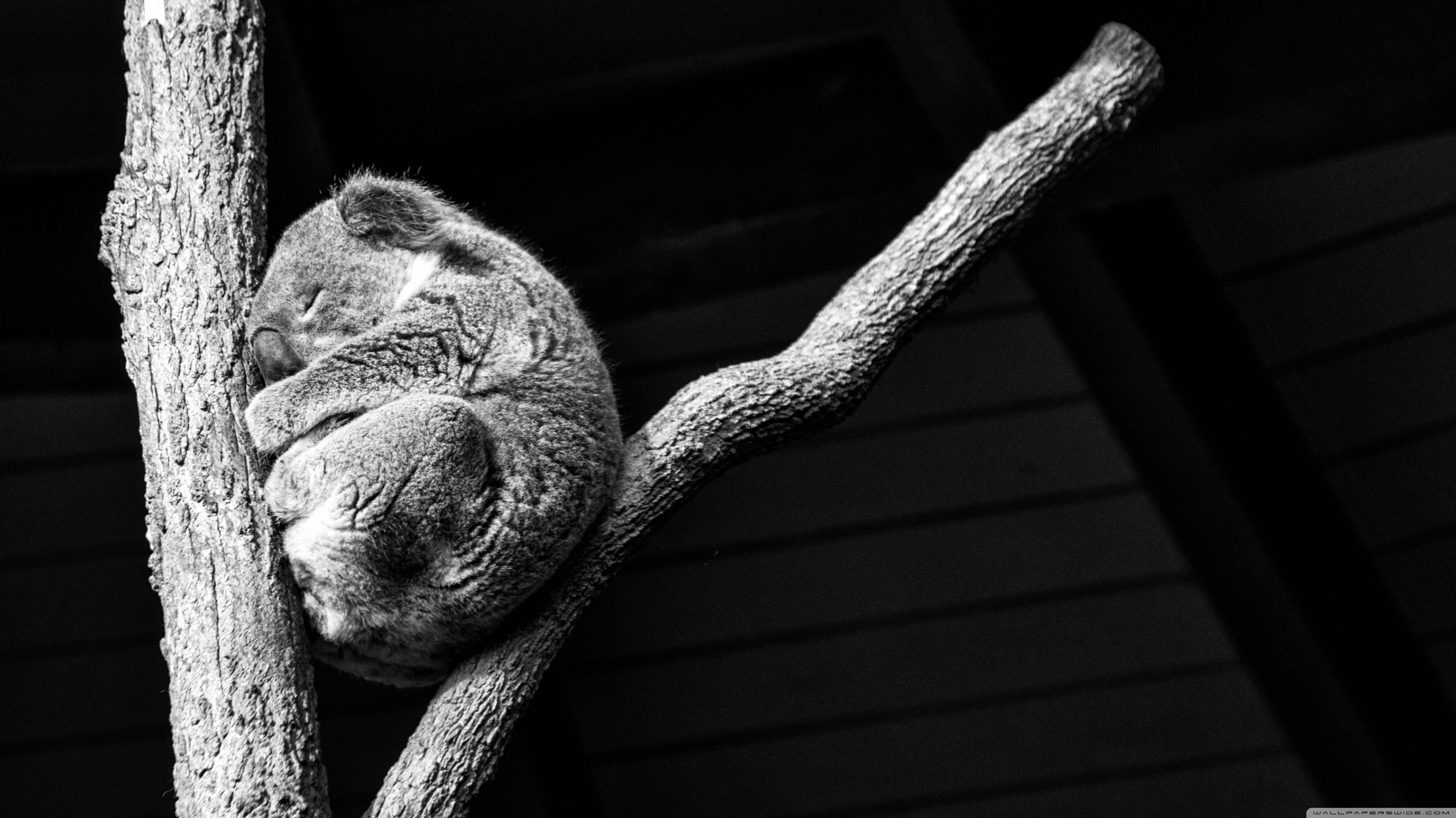 3840x2160 Hdwallpaper87.com Koala taking a nap Desktop, Desktop