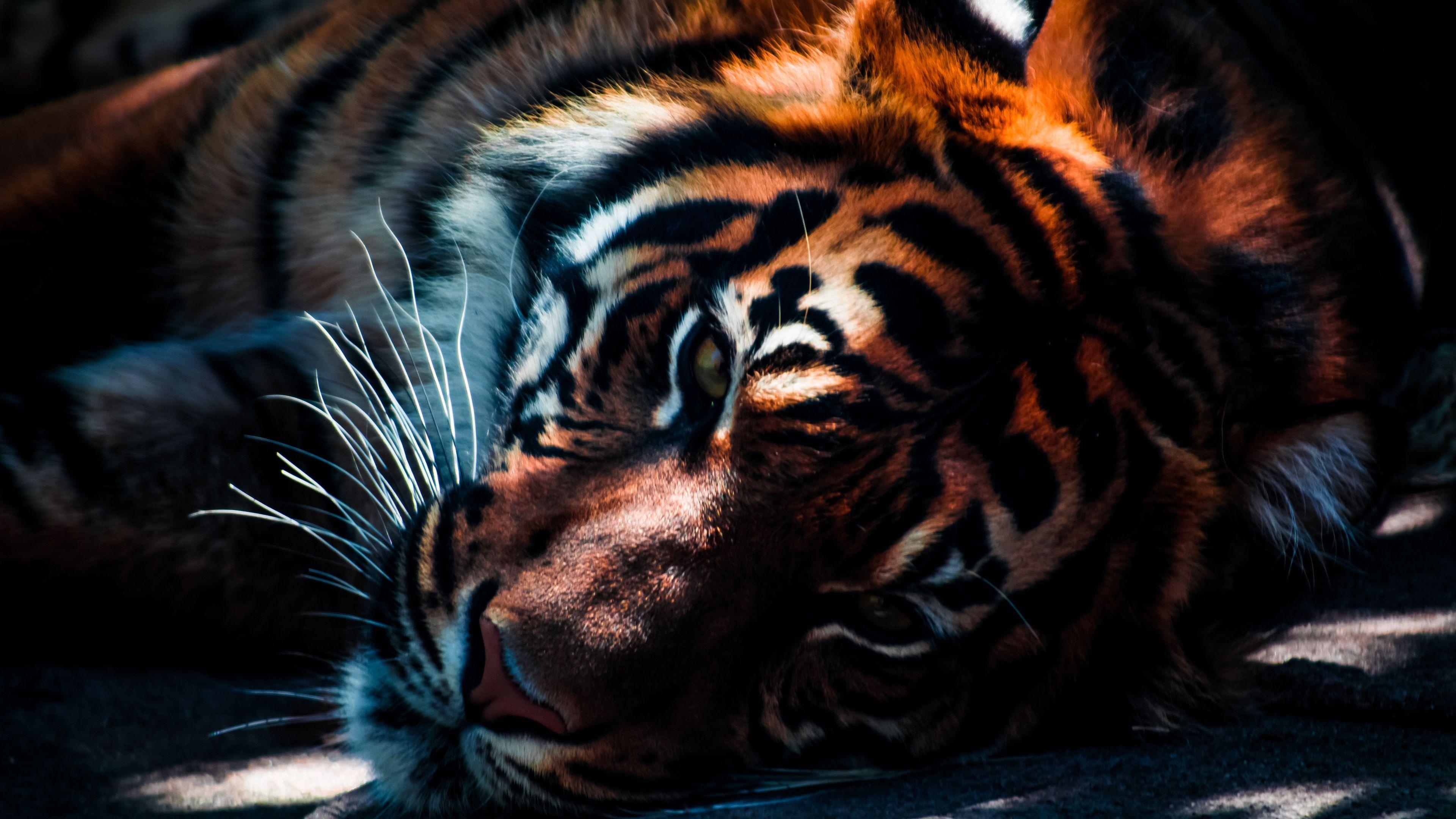 3840x2160 Trending Tiger Wallpaper For Desk, Desktop