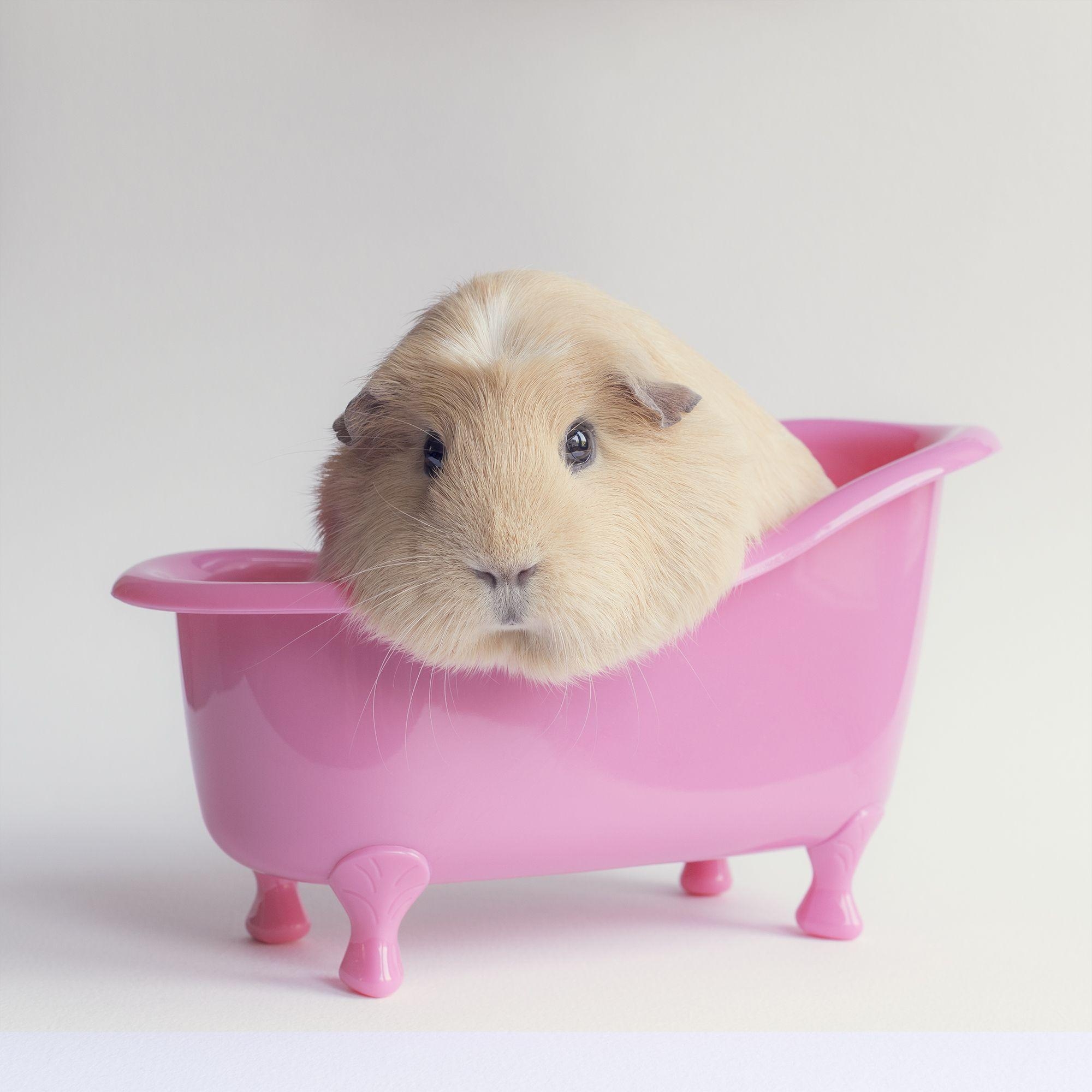 2000x2000 Guinea Pig HD Wallpaper, Phone