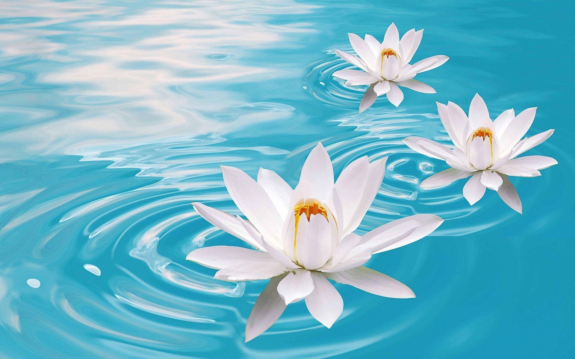 1920x1200 Lotus Flowers HD Wallpaper, Desktop