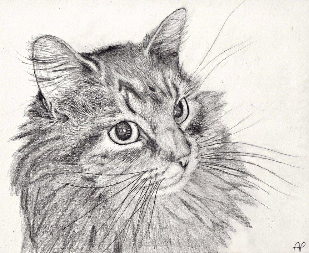 990x810 Free Cat Drawing, Download Free, Desktop