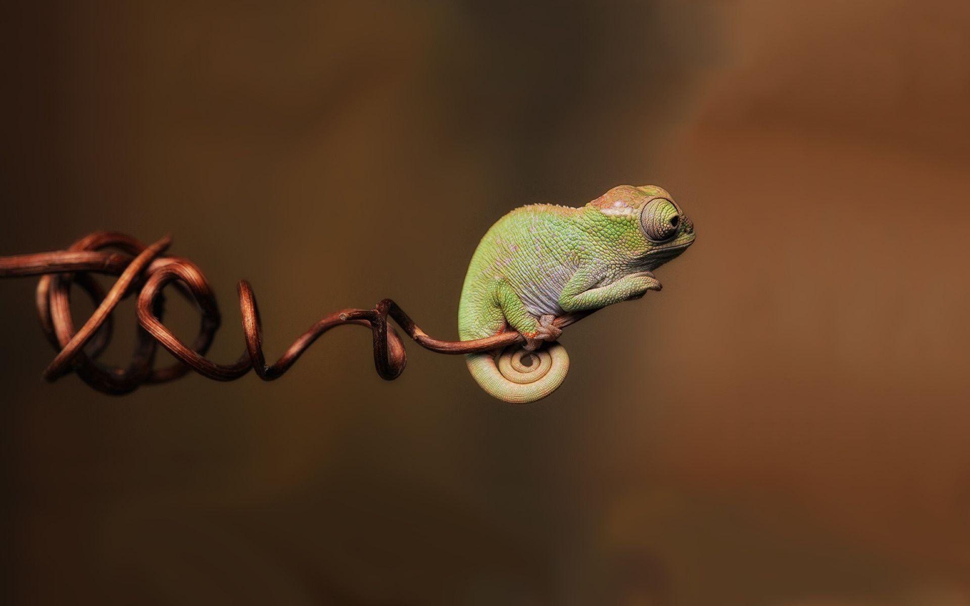 1920x1200 Chameleon HD Wallpaper, Desktop