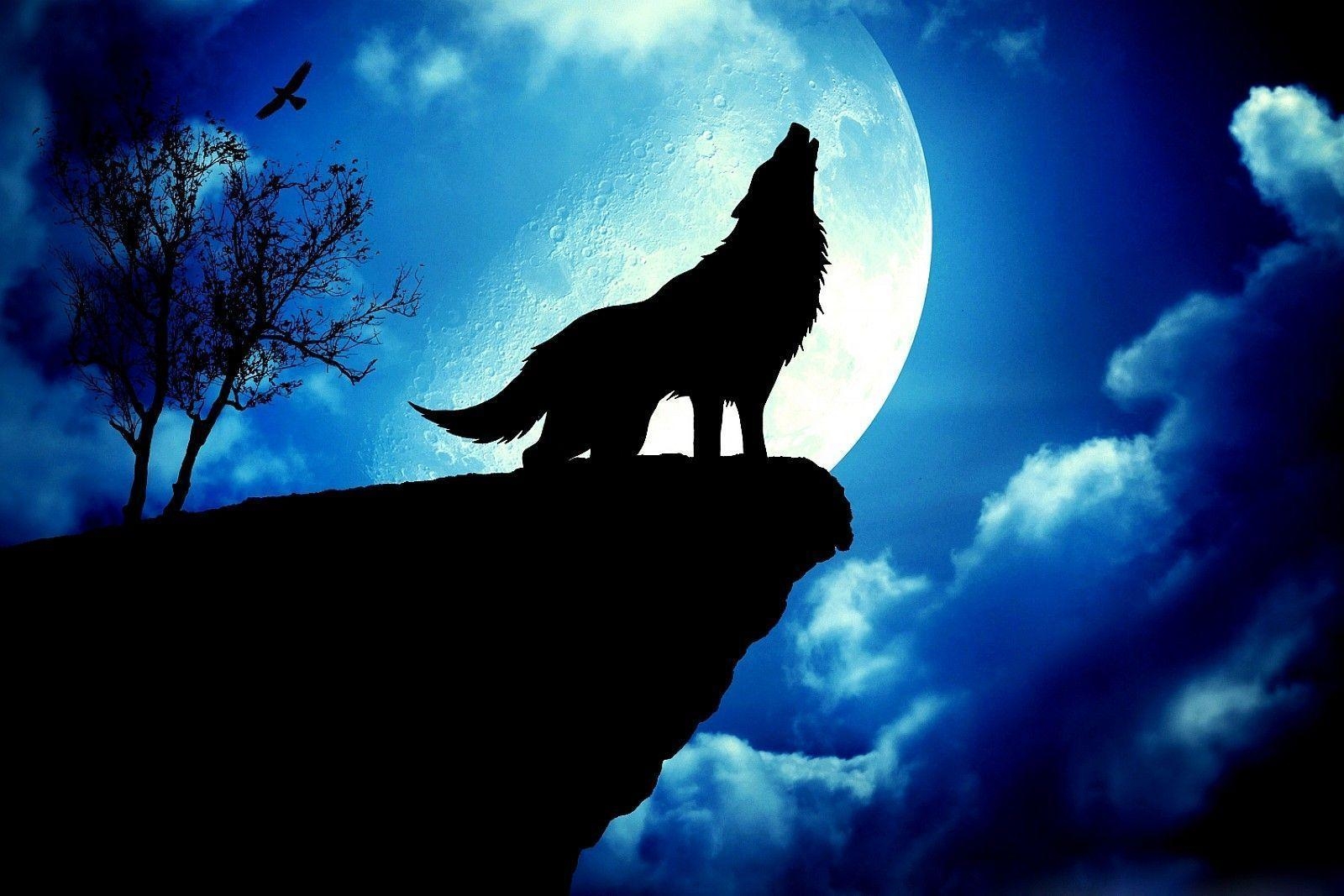 1600x1070 wolf art for cars Galaxy Wolf Art Photo, Image, Pics, Picture, Desktop