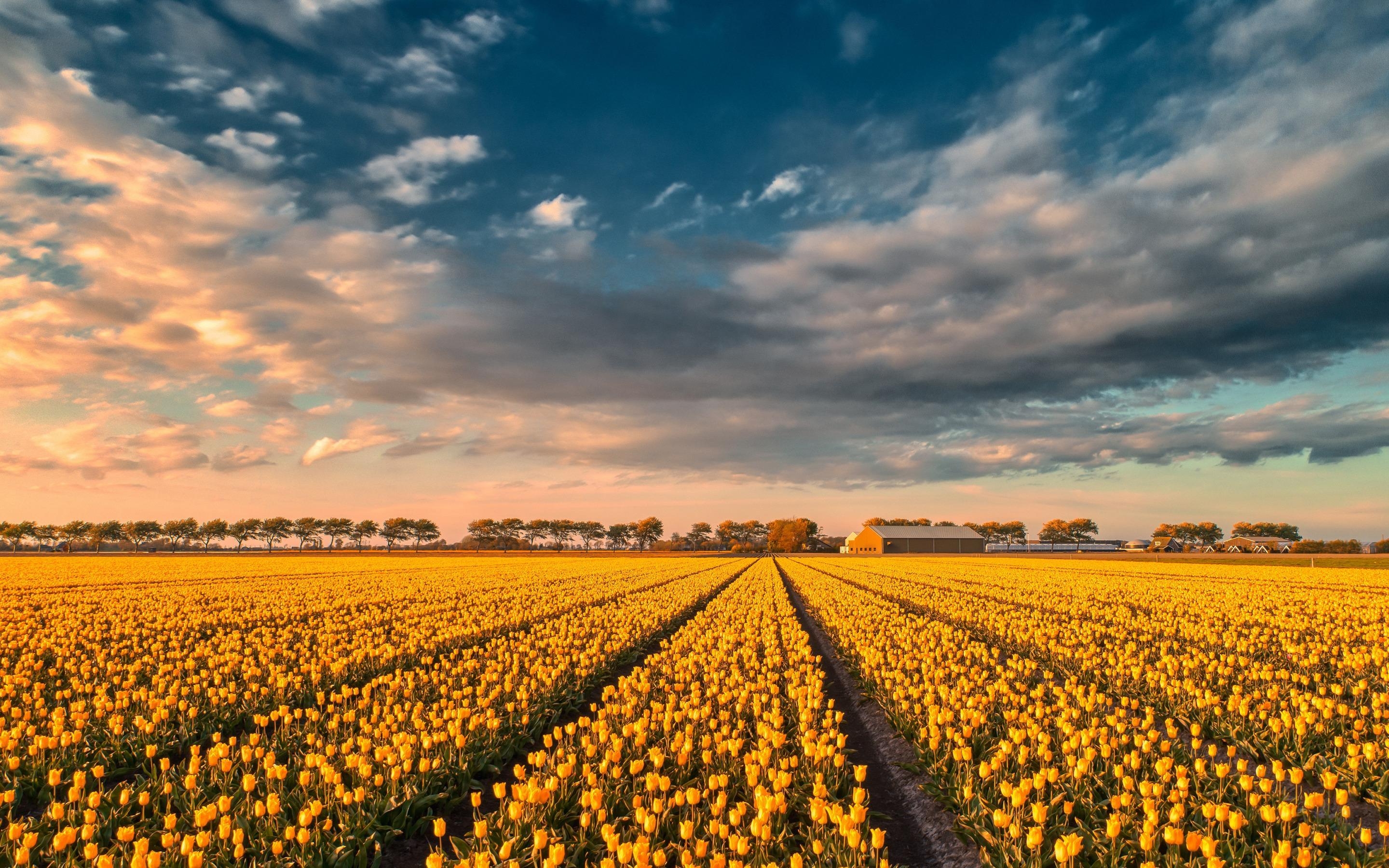 2880x1800 Download wallpaper yellow tulips, tulip field, sunset, evening, Desktop