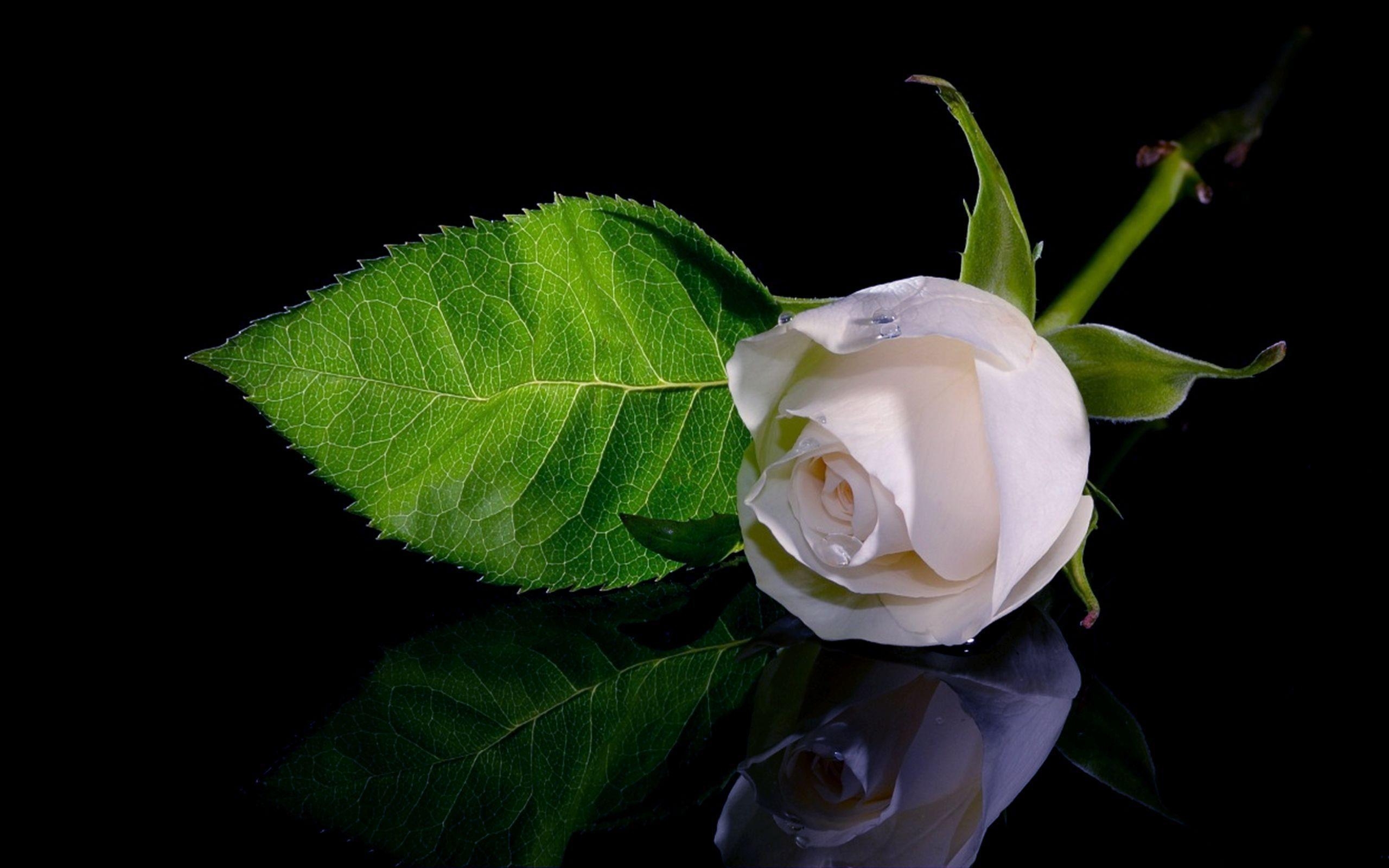 2560x1600 Flowers For > White Rose Wallpaper, Desktop