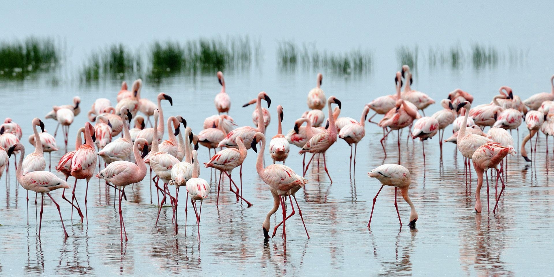 1920x960 Lake Nakuru National Park, Dual Screen