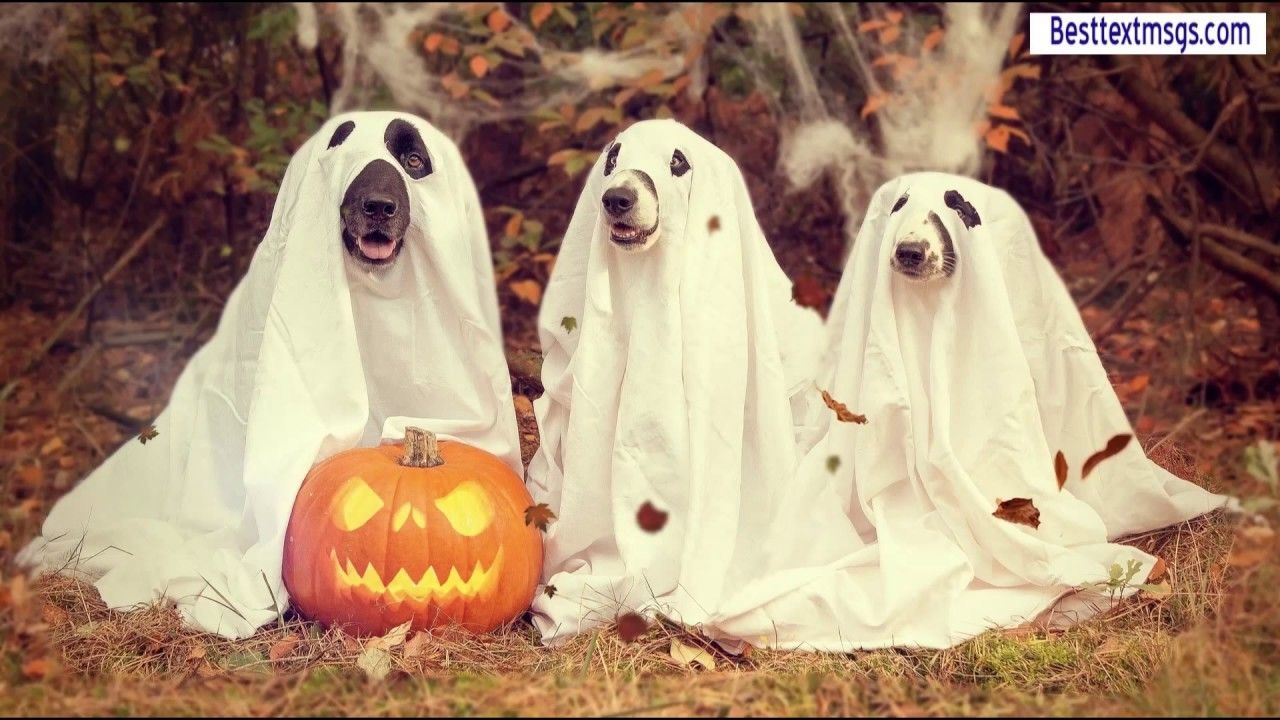 1280x720 Halloween Wallpaper, Halloween desktop wallpaper, cute halloween wallpaper, halloween wallpaper hd, Desktop