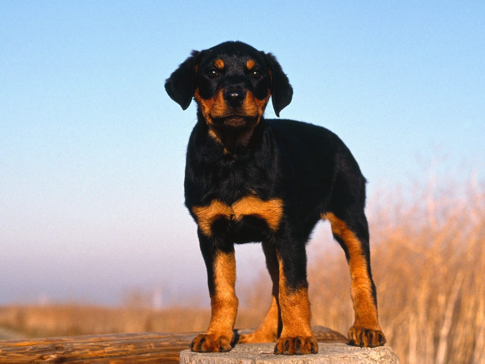 1600x1200 Puppies Wallpaper: Rottweiler Puppy. Rottweiler puppies, Doberman pinscher puppy, Free rottweiler puppies, Desktop