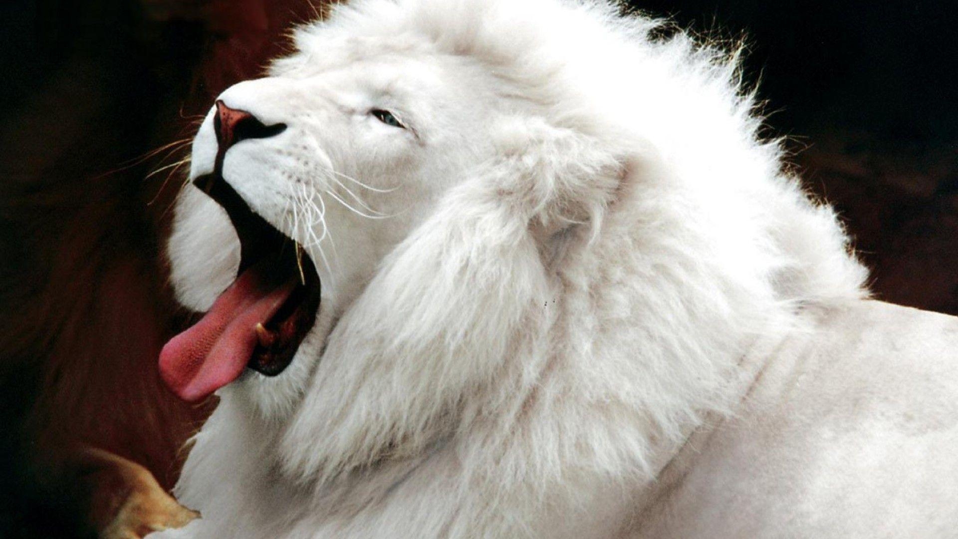 1920x1080 Animal: Open Mouth White Lion Wallpaper HD, macintosh HD, Desktop