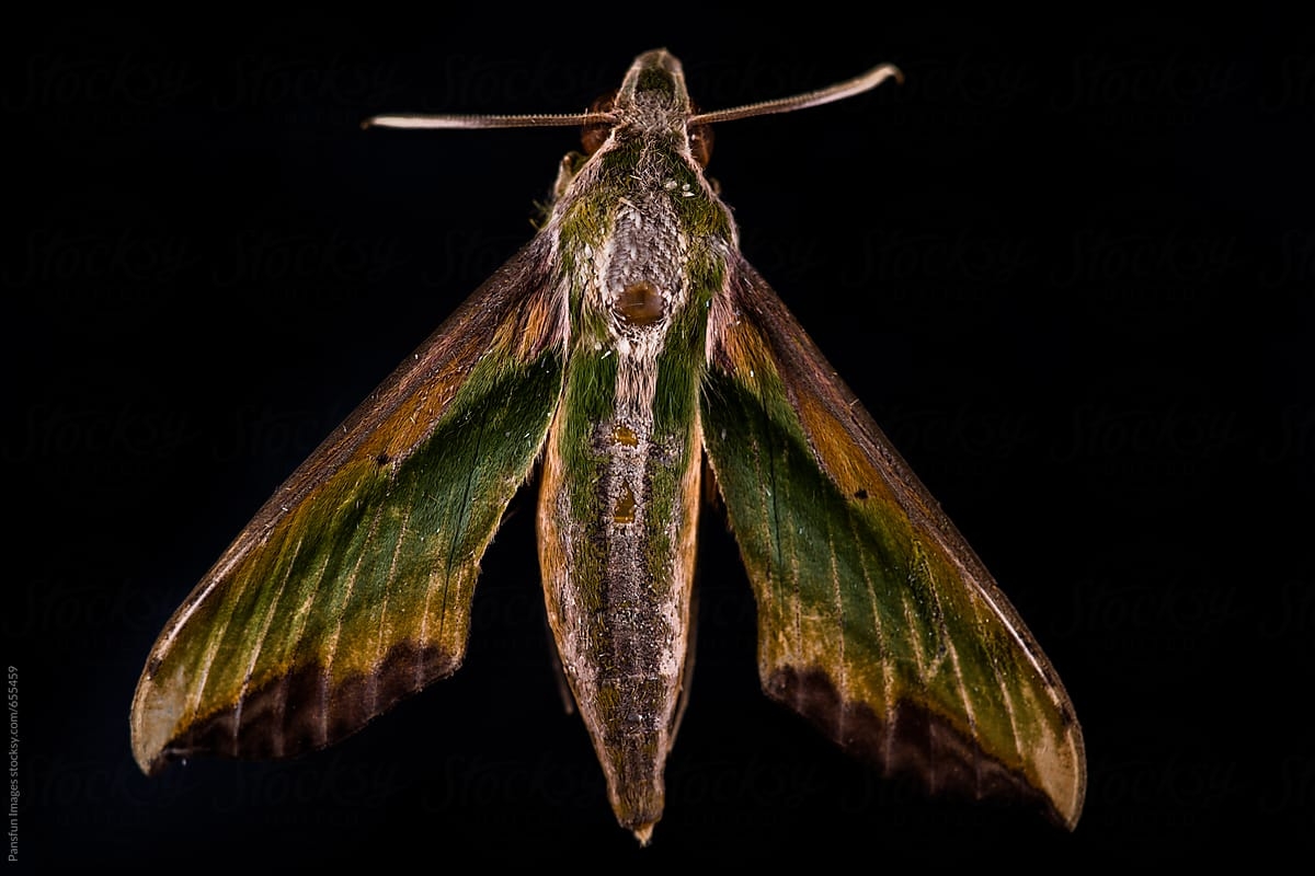 1200x800 moth on black background, Desktop