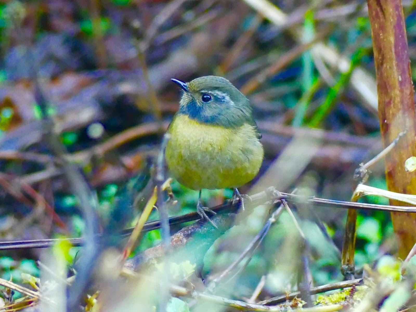 1600x1200 Budding Birdwatcher: 2018, Desktop