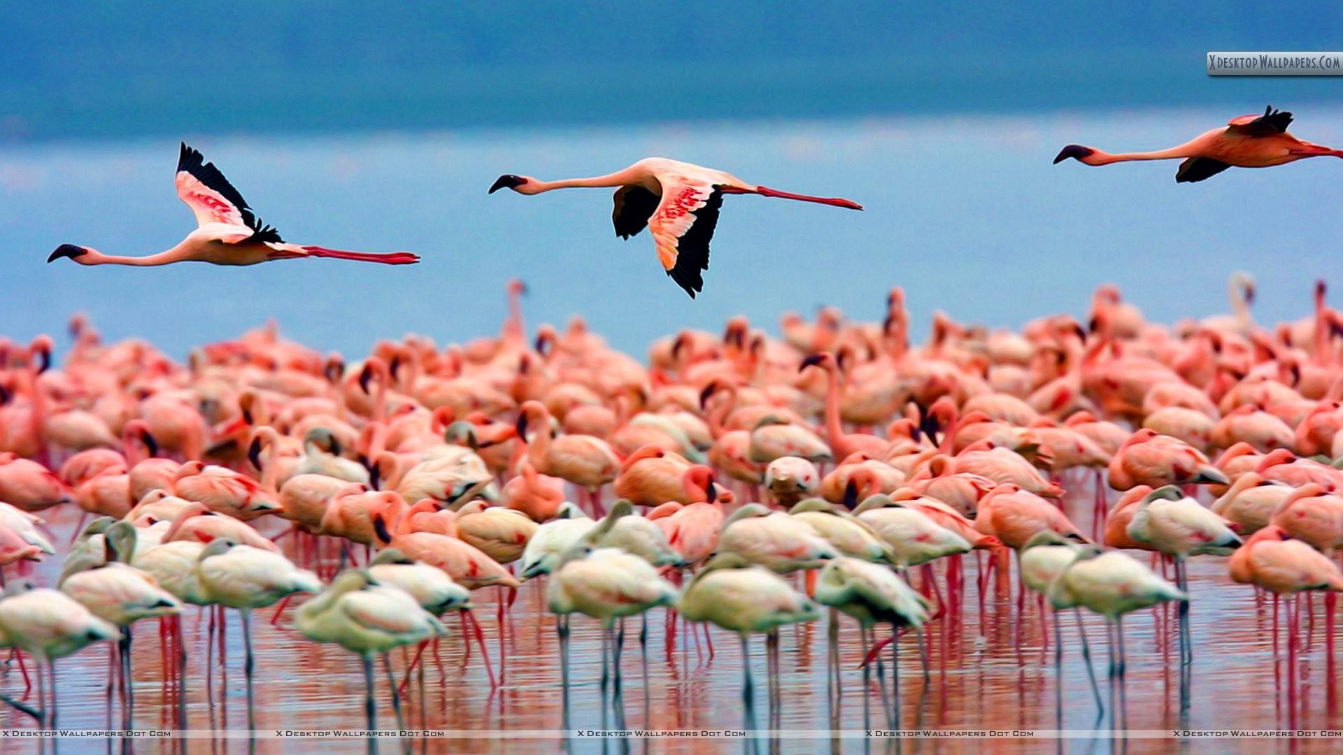 1920x1080 Flamingos, Lake Nakuru, Kenya Wallpaper, Desktop