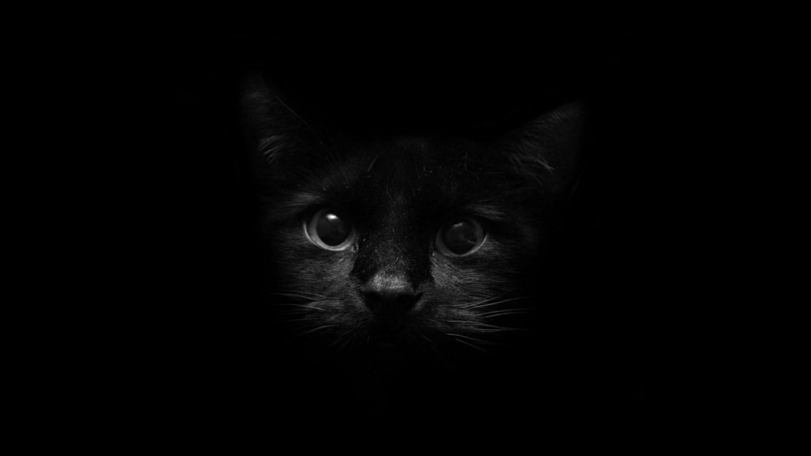 1600x900 Black Wallpaper Widescreen Is 4K Wallpaper. Black cat image, Cat wallpaper, Cat background, Desktop