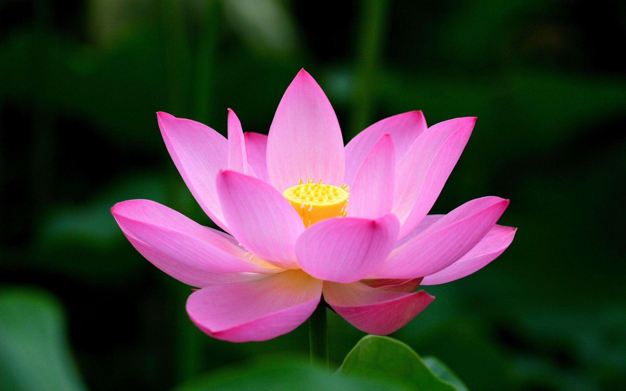 2560x1600 Lotus Flower HD Wallpaper Free Lotus Flower HD Background, Desktop