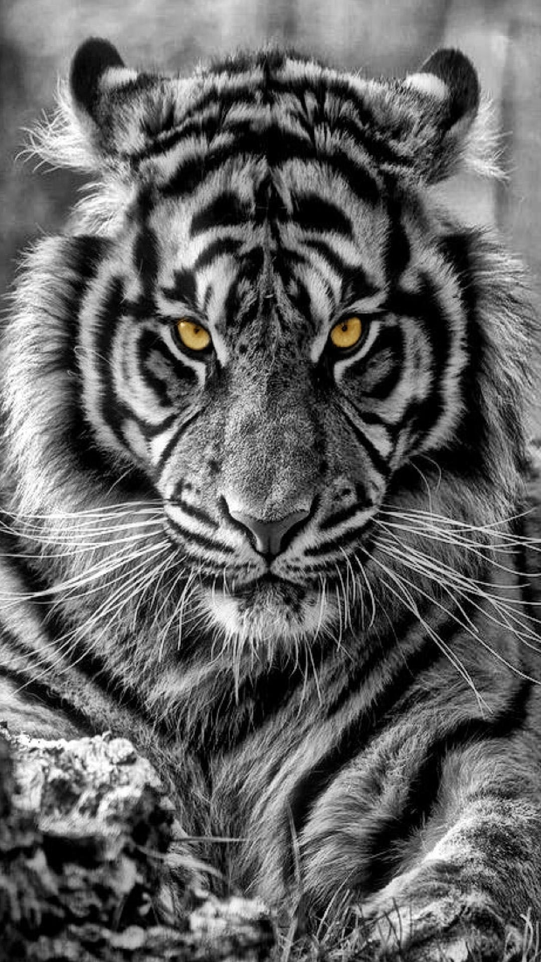 1080x1920 Black Tiger HD Wallpaper For Mobile, Phone