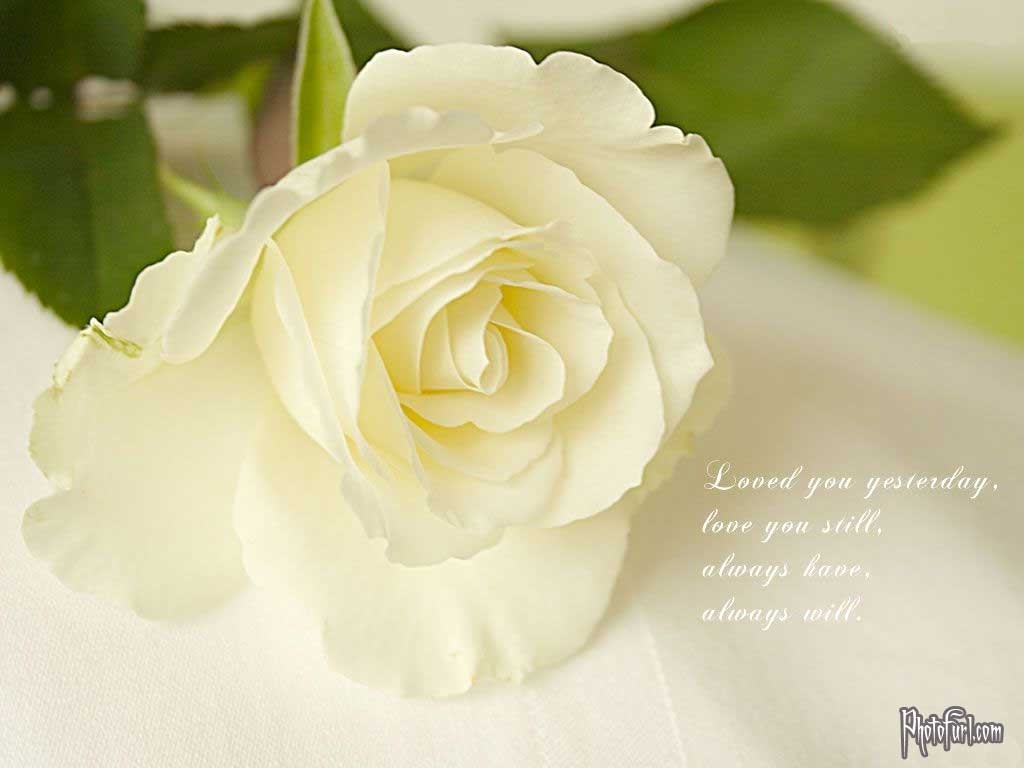 1030x770 White Rose Wallpaper HD Desktop, Desktop