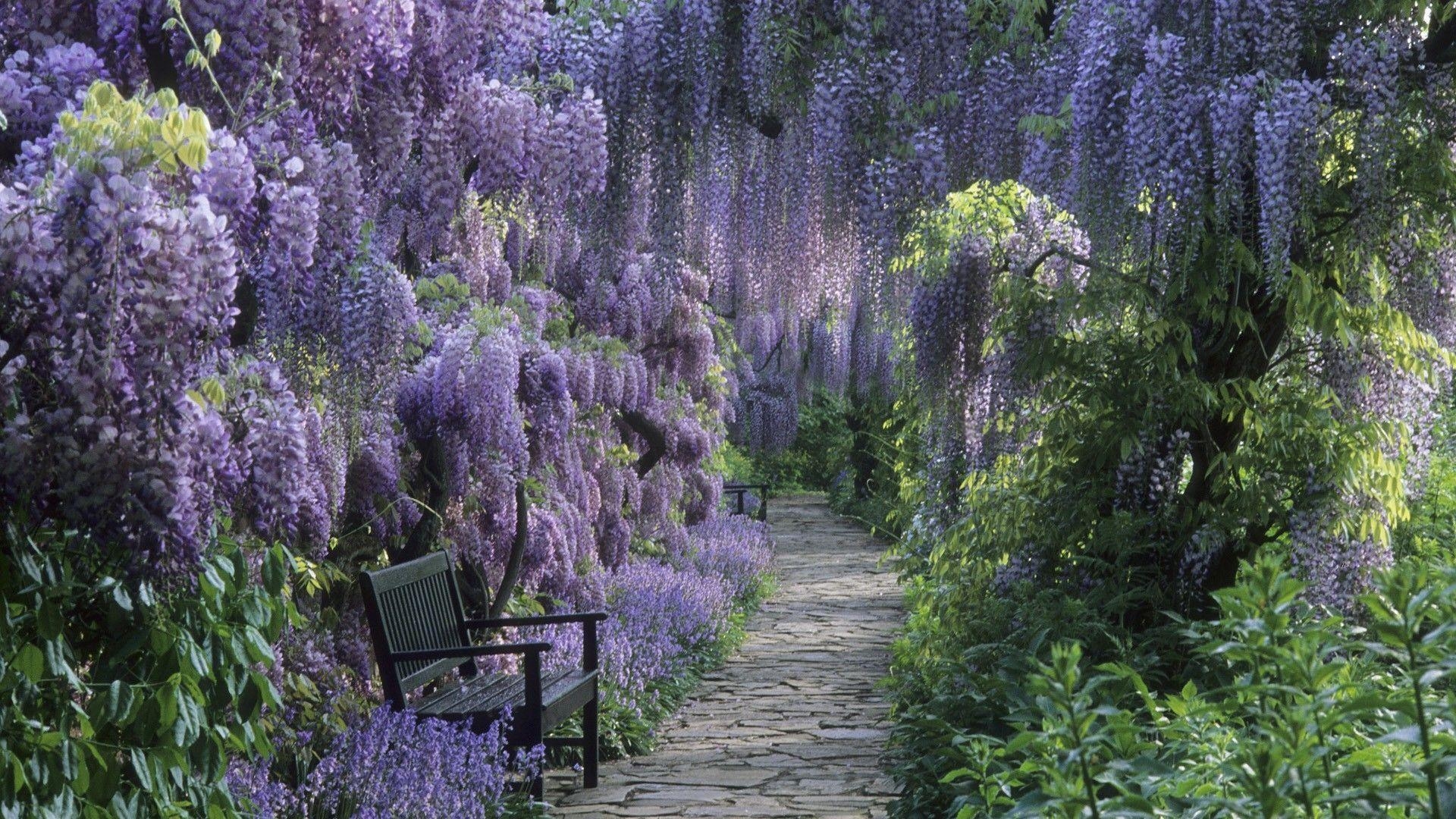 1920x1080 Download Germany Wisteria Wallpaper, Desktop