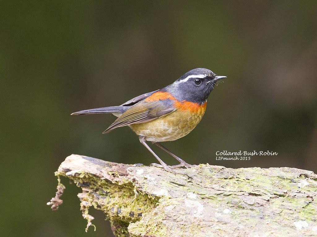 1030x770 Collared Bush Robin. 大雪山林道. Chong Lip Mun, Desktop