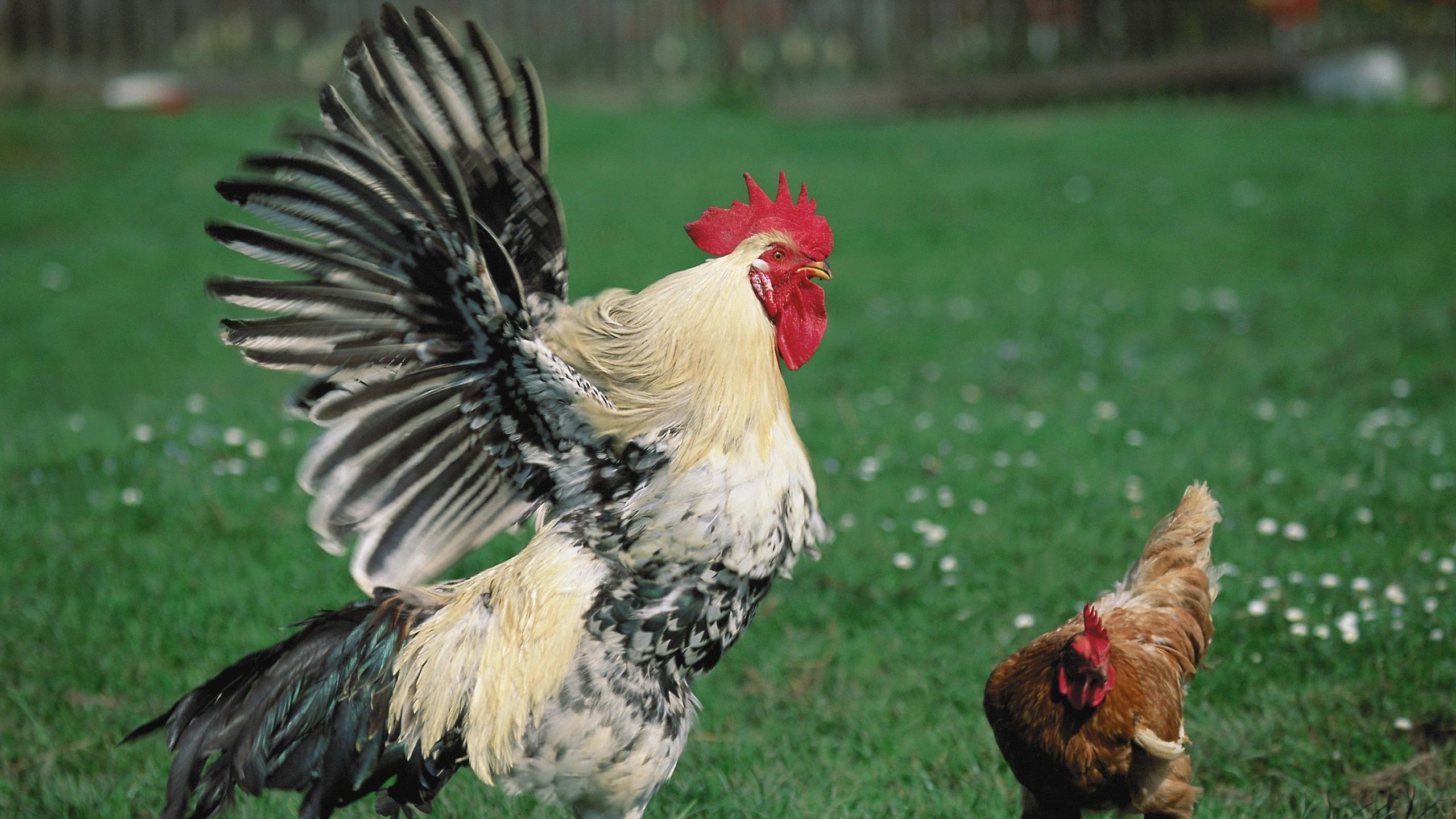 2560x1440 Download wallpaper  hen, rooster, grass widescreen 16:9 HD, Desktop