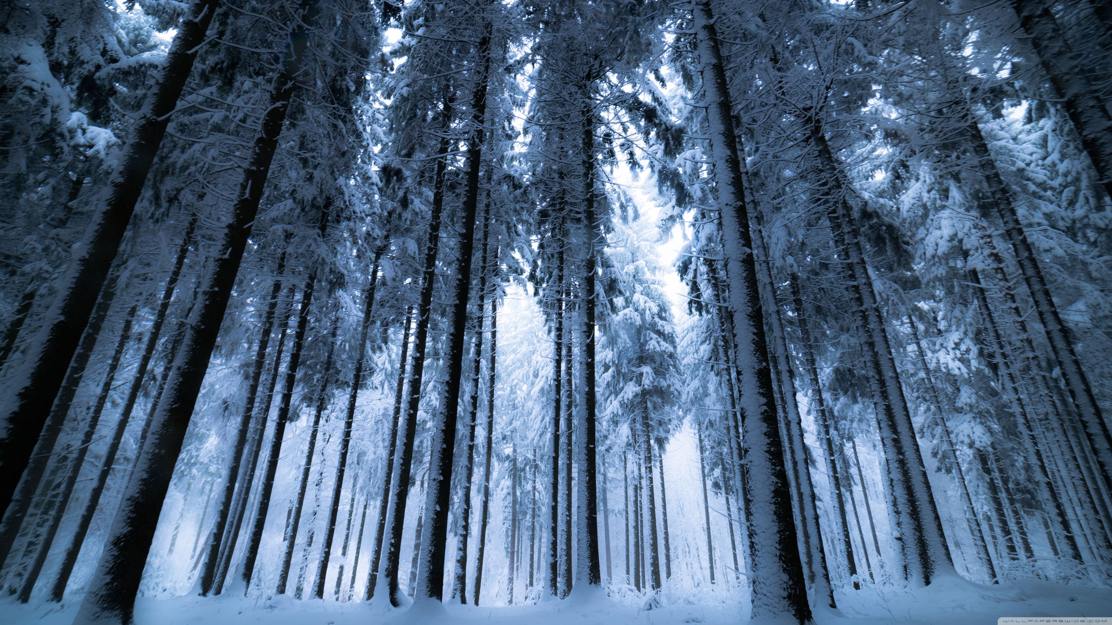 3840x2160 Dark Winter Forest Wallpaper Free Dark Winter Forest Background, Desktop