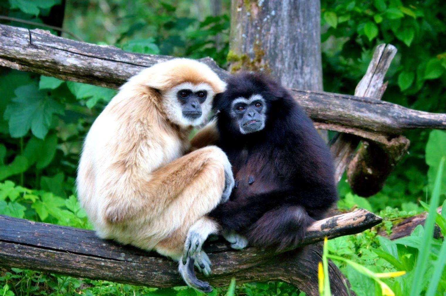 1520x1020 Gibbon HD Wallpaper, Desktop