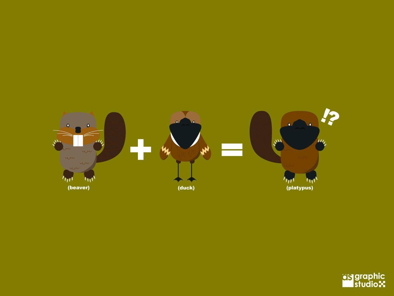 1280x960 Platypus image Platypus Maths HD wallpaper and background, Desktop