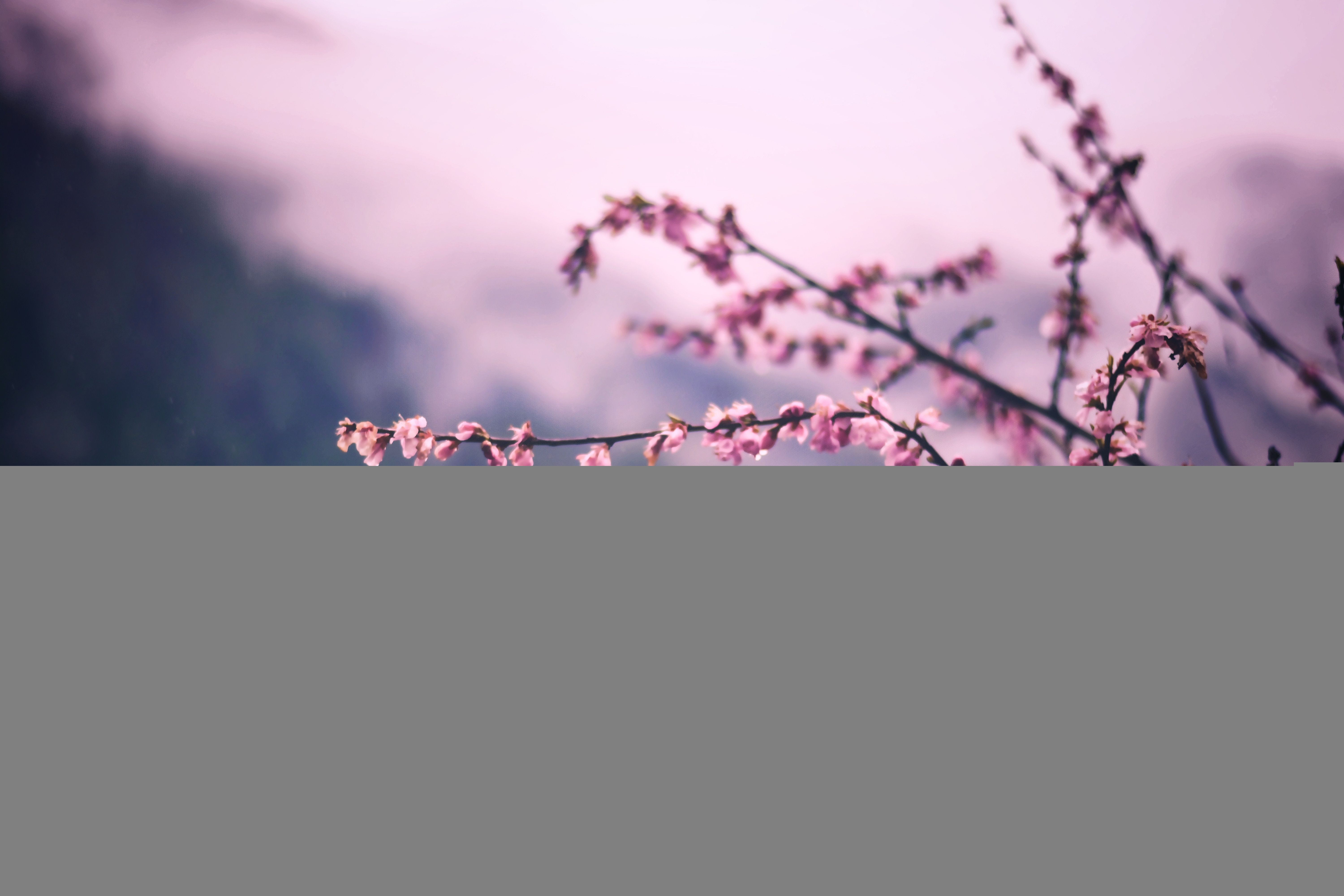 6000x4000 Cherry Blossom Tree Wallpaper 81 - [], Desktop