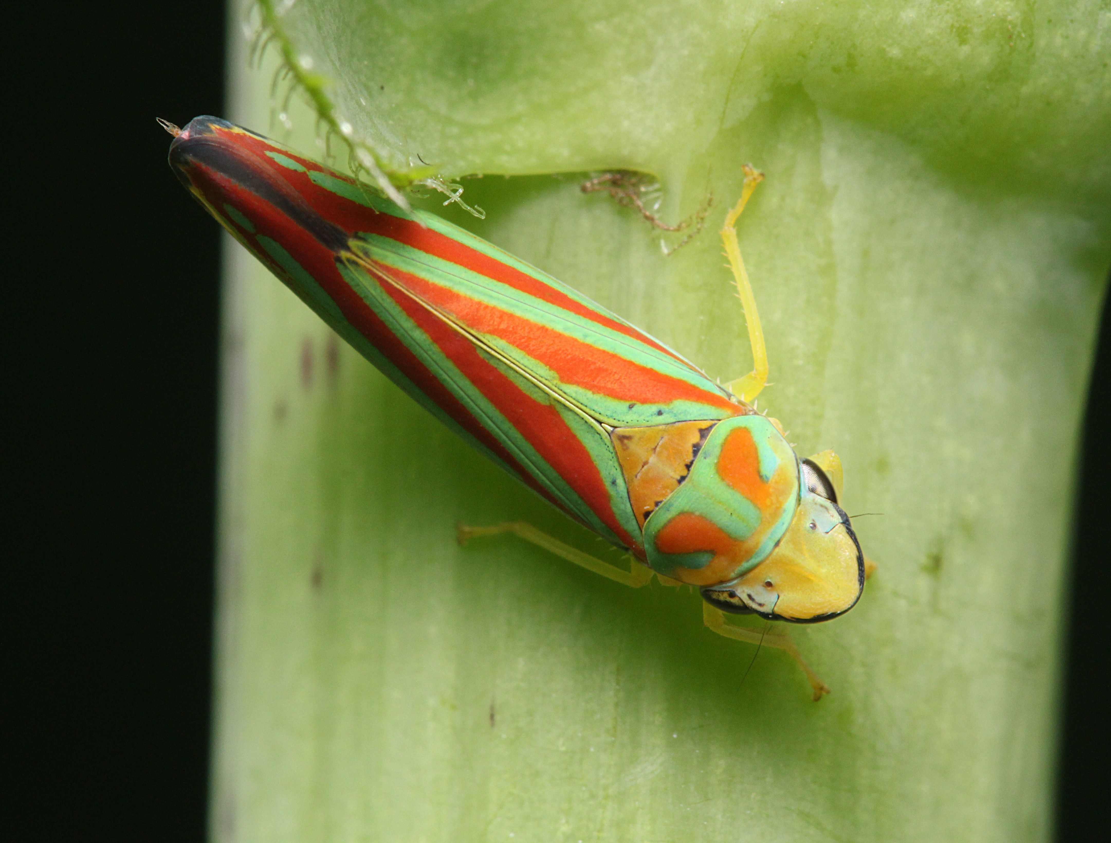 4330x3280 Leafhopper Free HD Wallpaper Image Background, Desktop