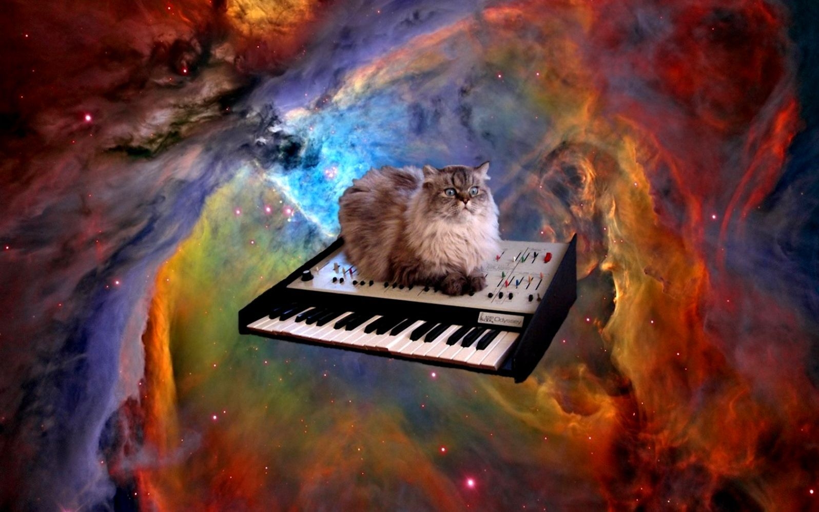 1600x1000 Space Cats Wallpaper, Desktop