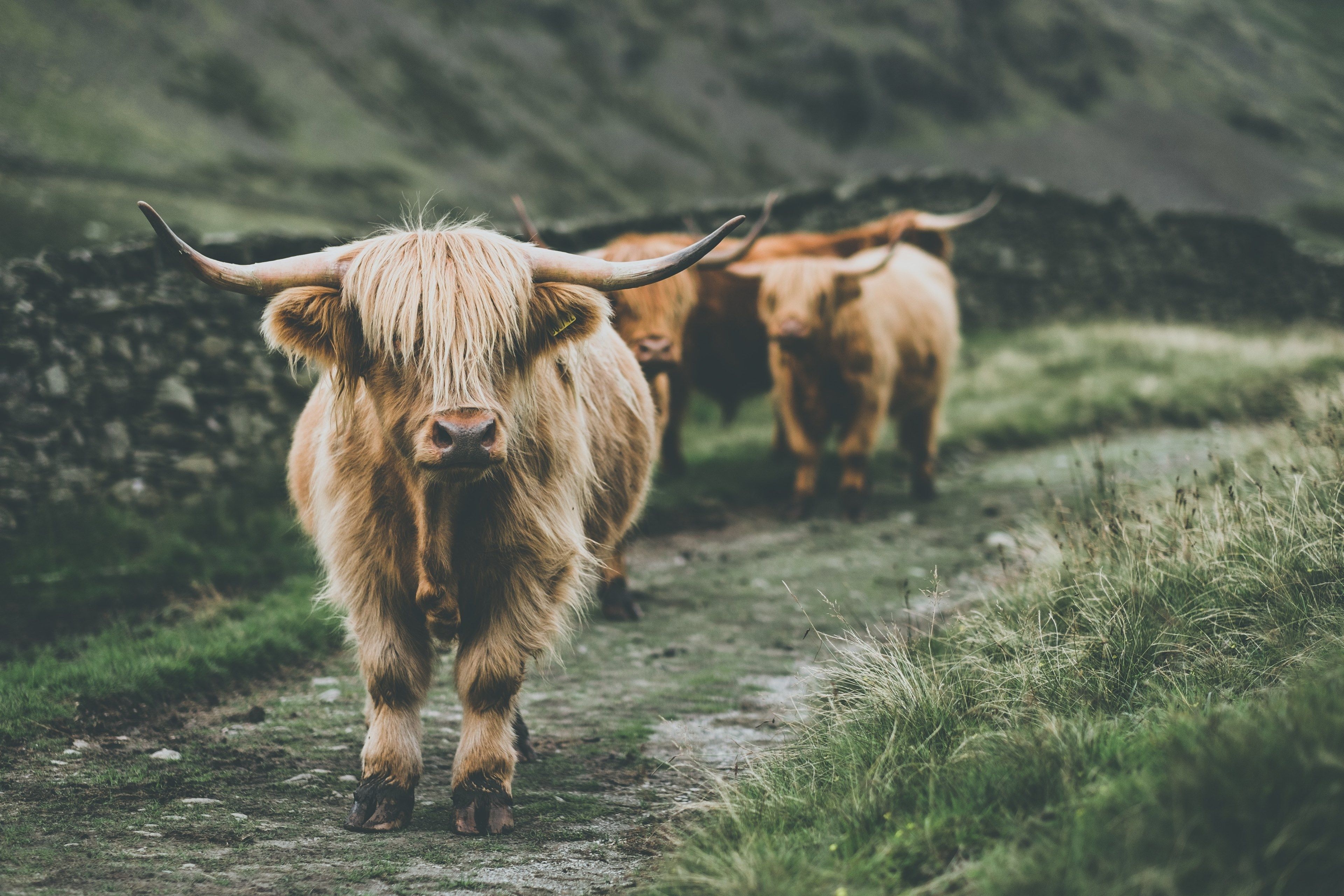 3840x2560 Highland Cattle Bing Wallpaper, Desktop