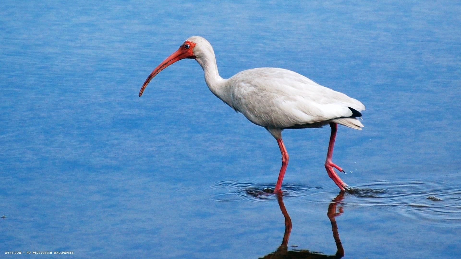 1920x1080 ibis white bird HD widescreen wallpaper / birds background, Desktop