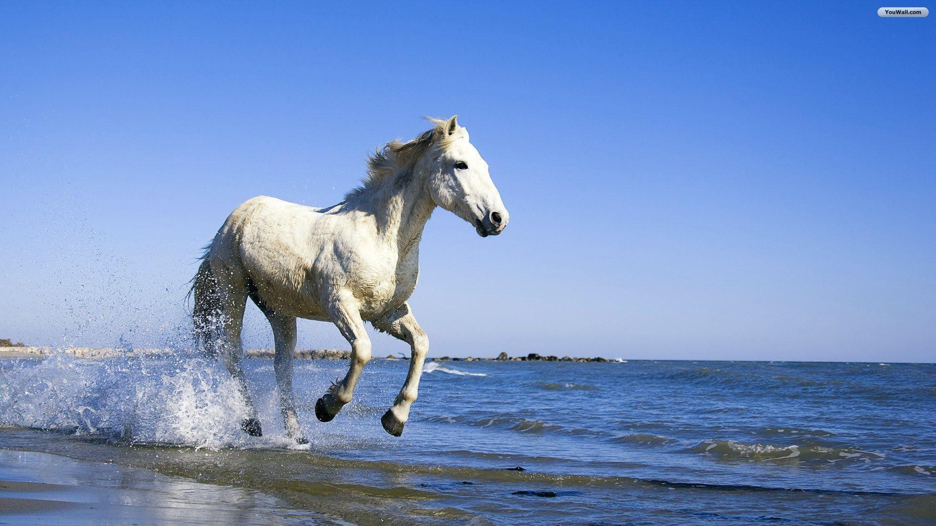 1920x1080 White Horse Picture Wallpaper, Desktop