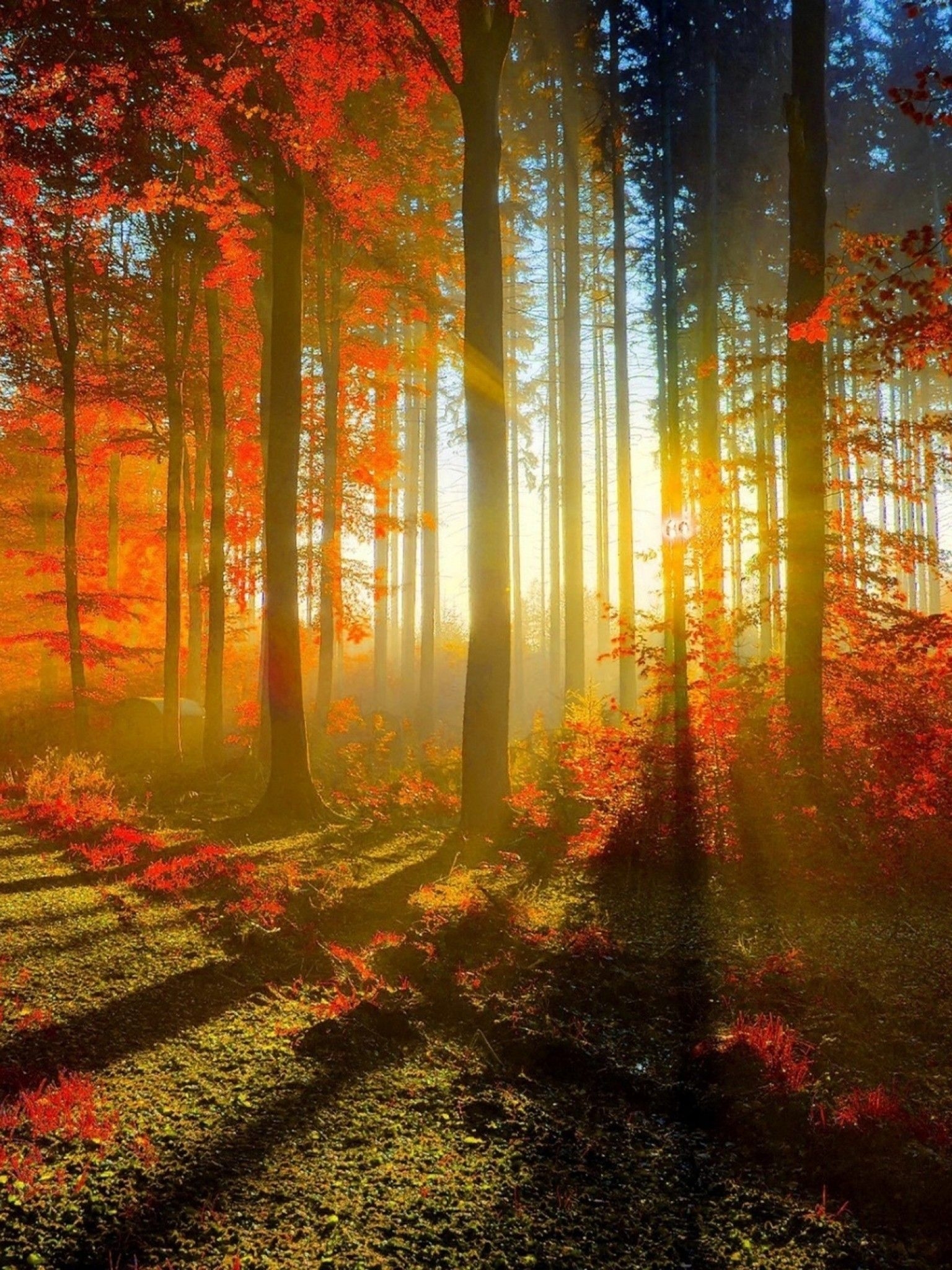 1540x2050 Download  Autumn, Sunrays, Trees, Forest, Fall Wallpaper for Apple iPad Mini, Apple IPad 4, Phone