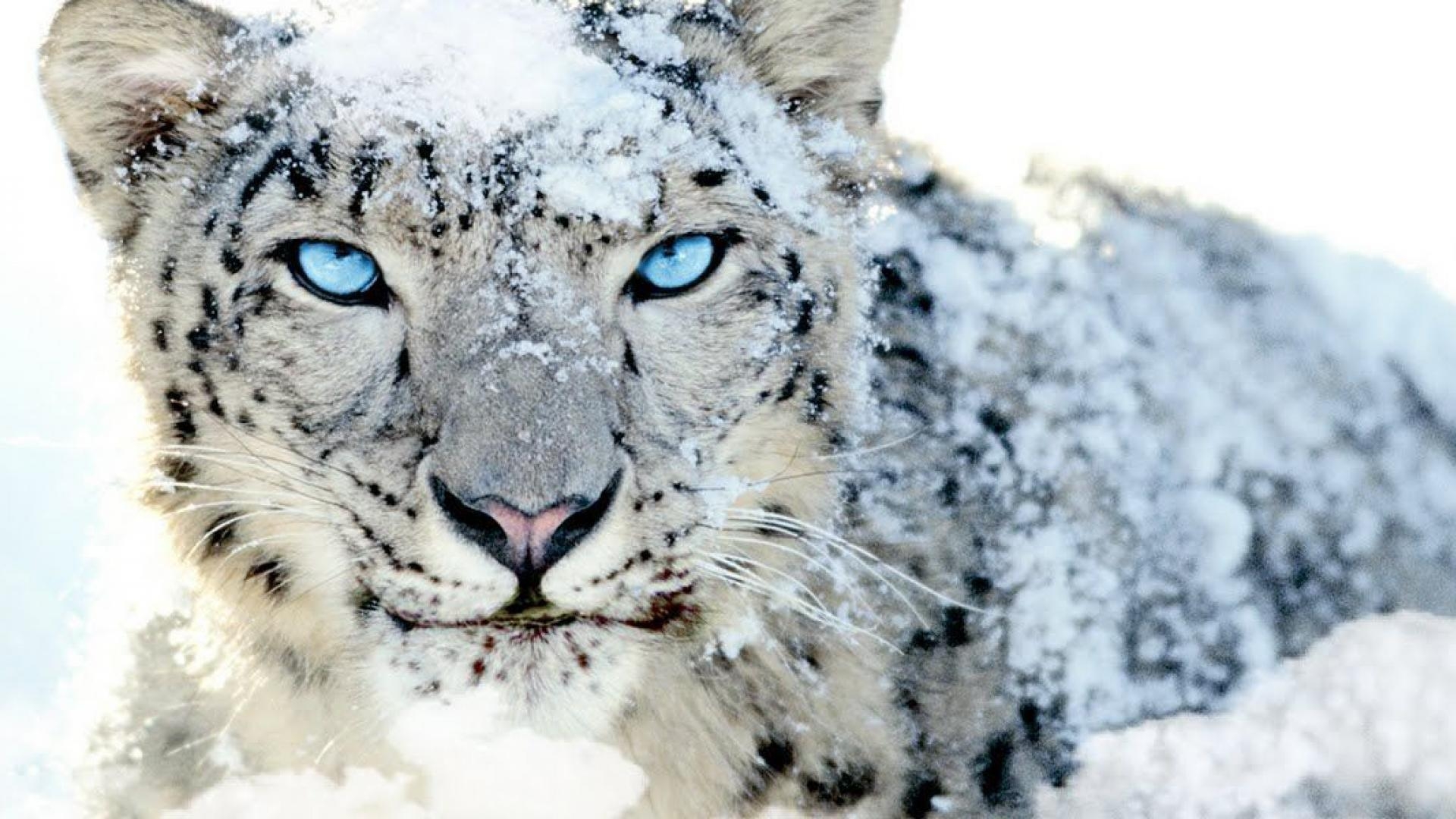 1920x1080 Dual Screen Snow Leopard Wallpaper, Desktop