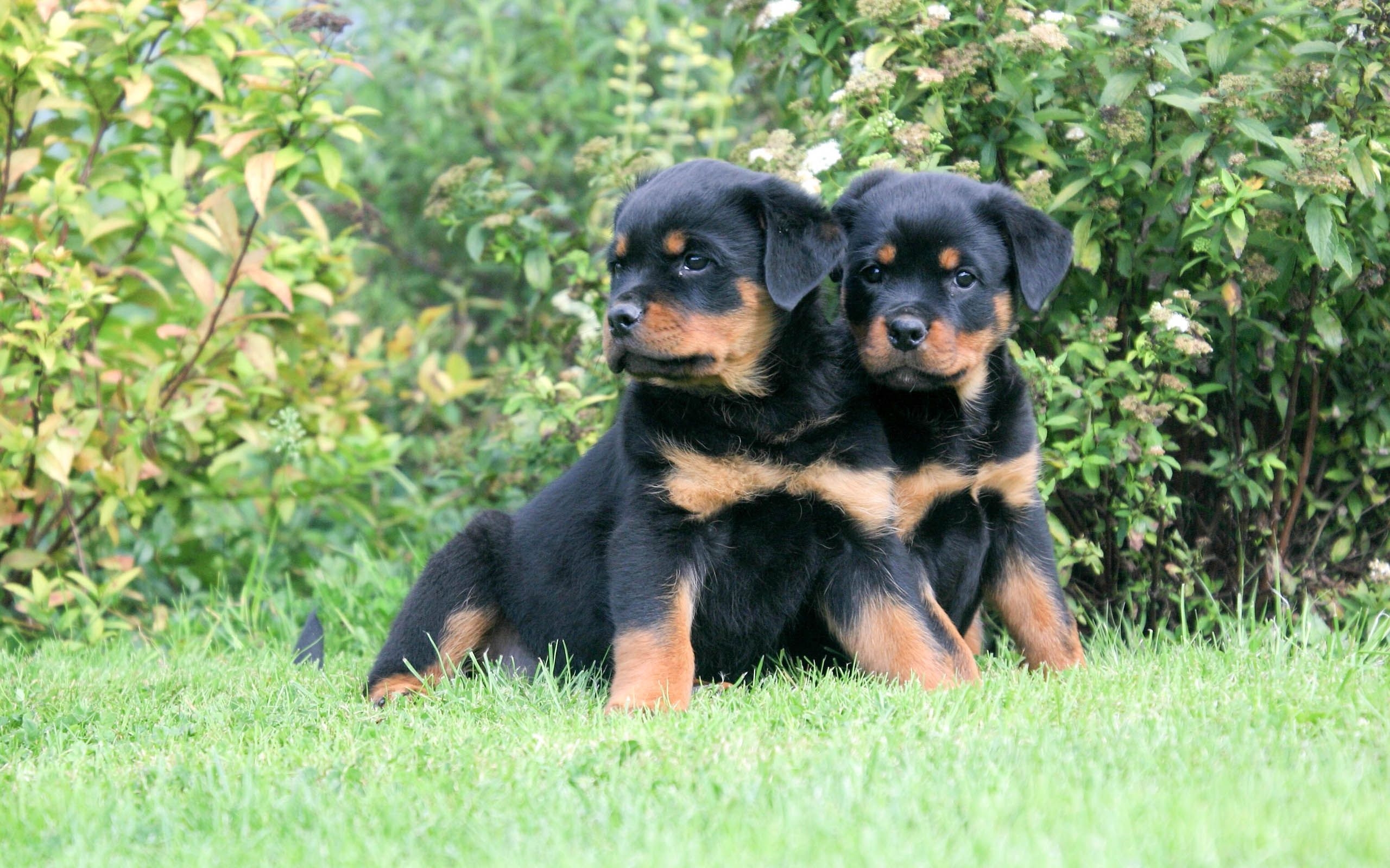 2560x1600 Rottweiler Puppy HD Wallpaper, Desktop