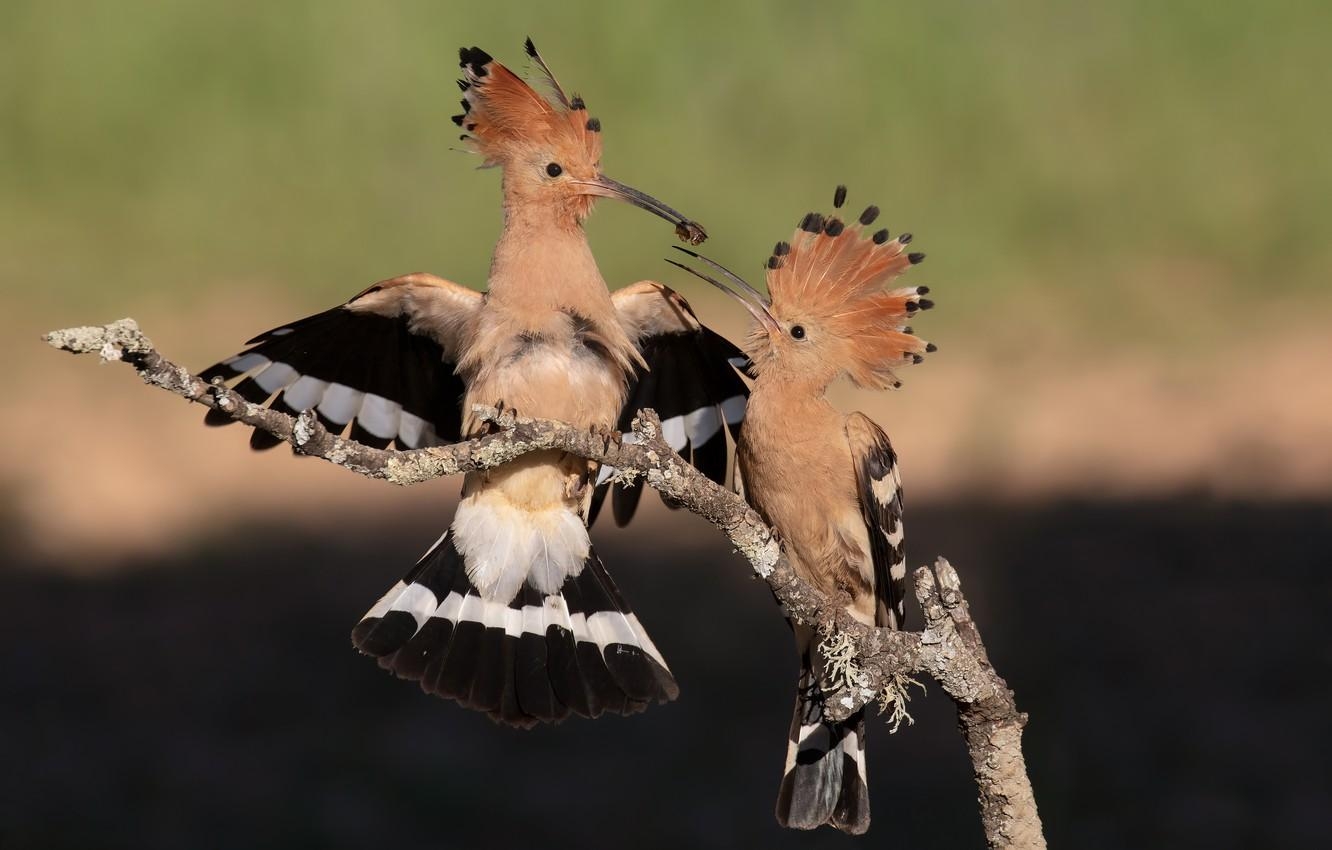 1340x850 Wallpaper birds, background, bird, two, branch, pair, food, Desktop