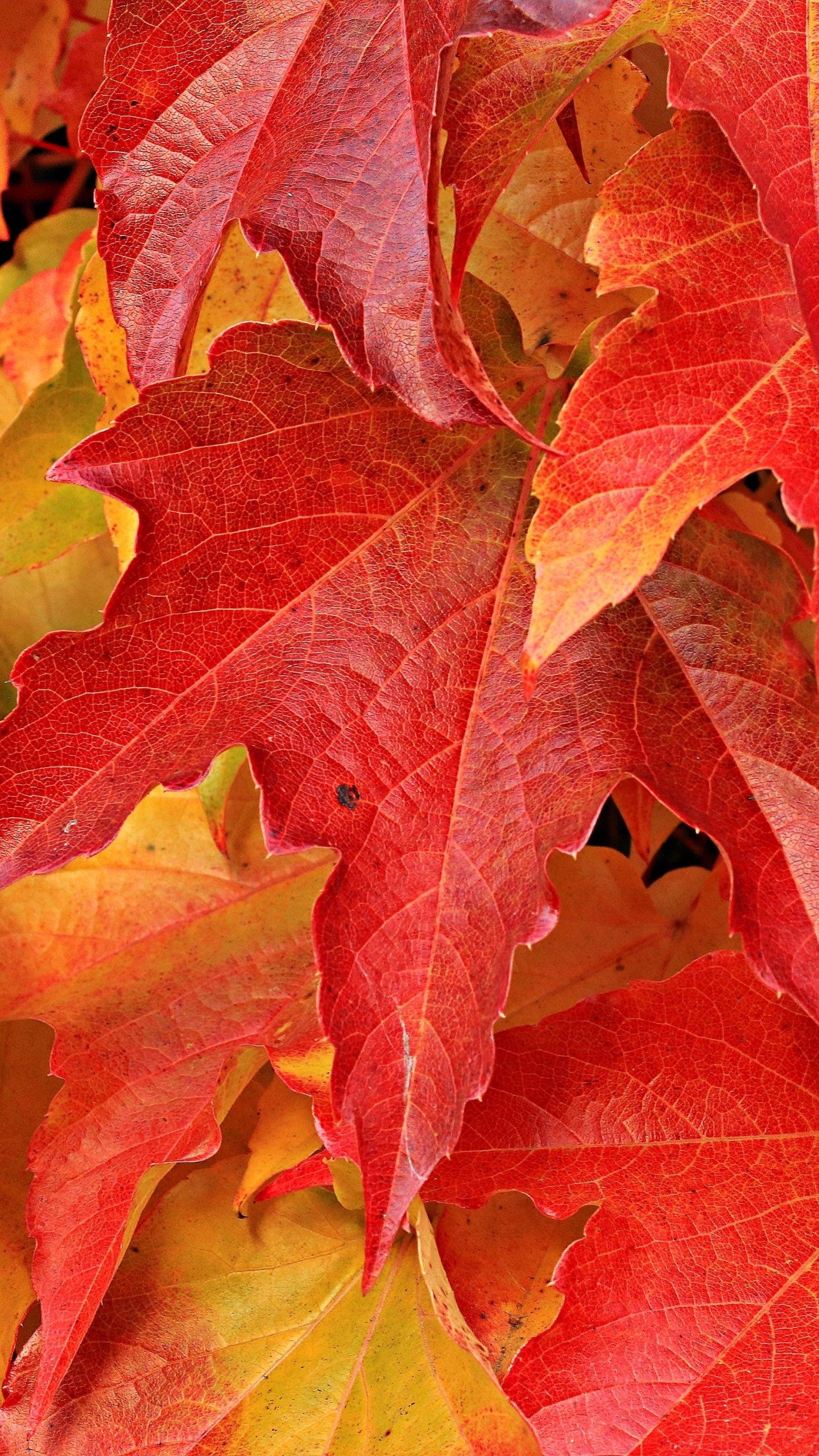 1440x2560 Red Maple Leaves Wallpaper, Android & Desktop, Phone