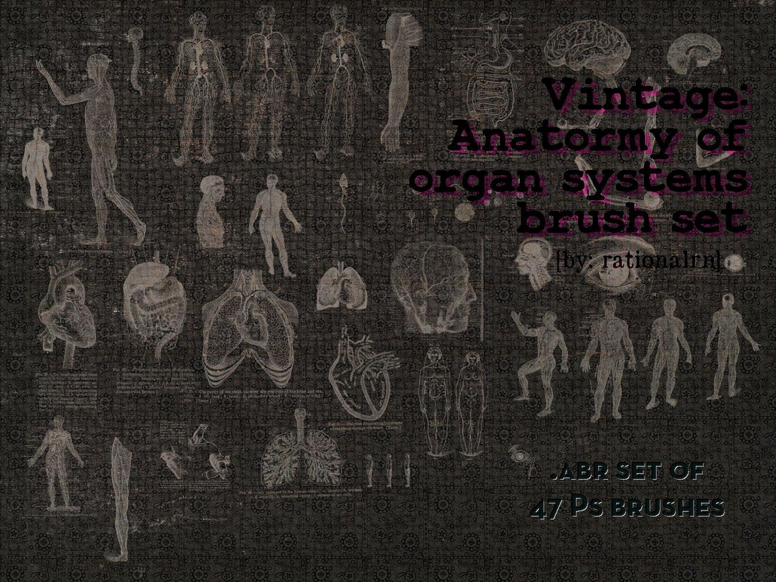 1600x1200 Human Anatomy Wallpaper 72984, Desktop