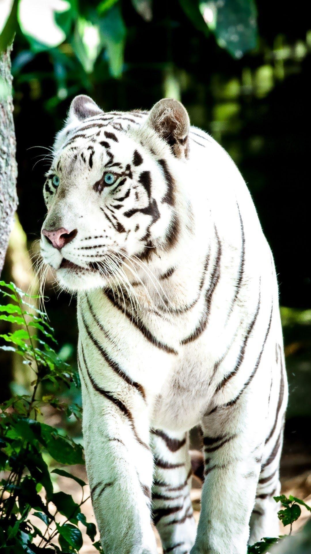 1080x1920 White Tiger Wallpaper, Phone