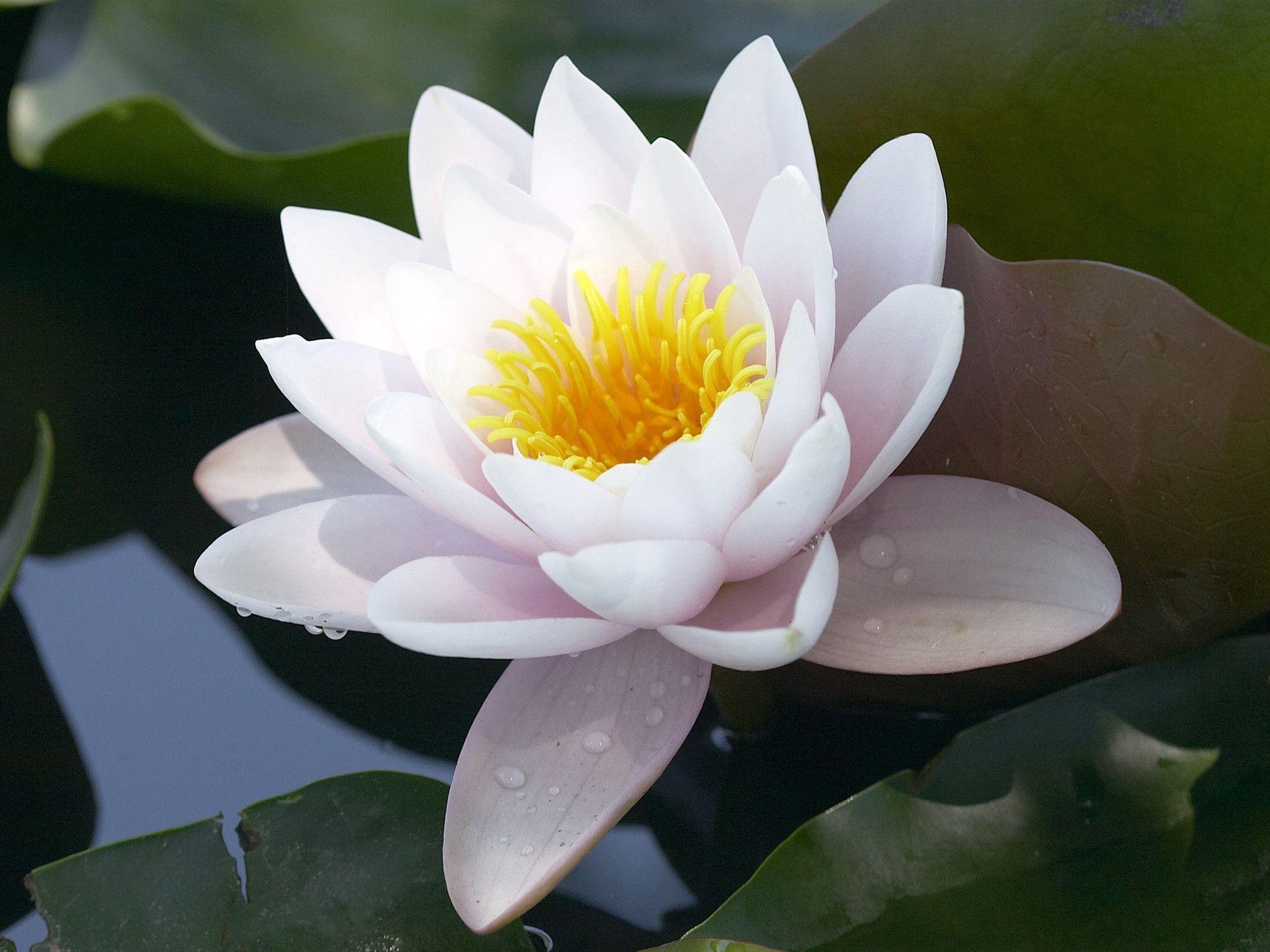 1920x1440 Lotus Flower Desktop Wallpaper. Lotus Flower Picture. Cool, Desktop