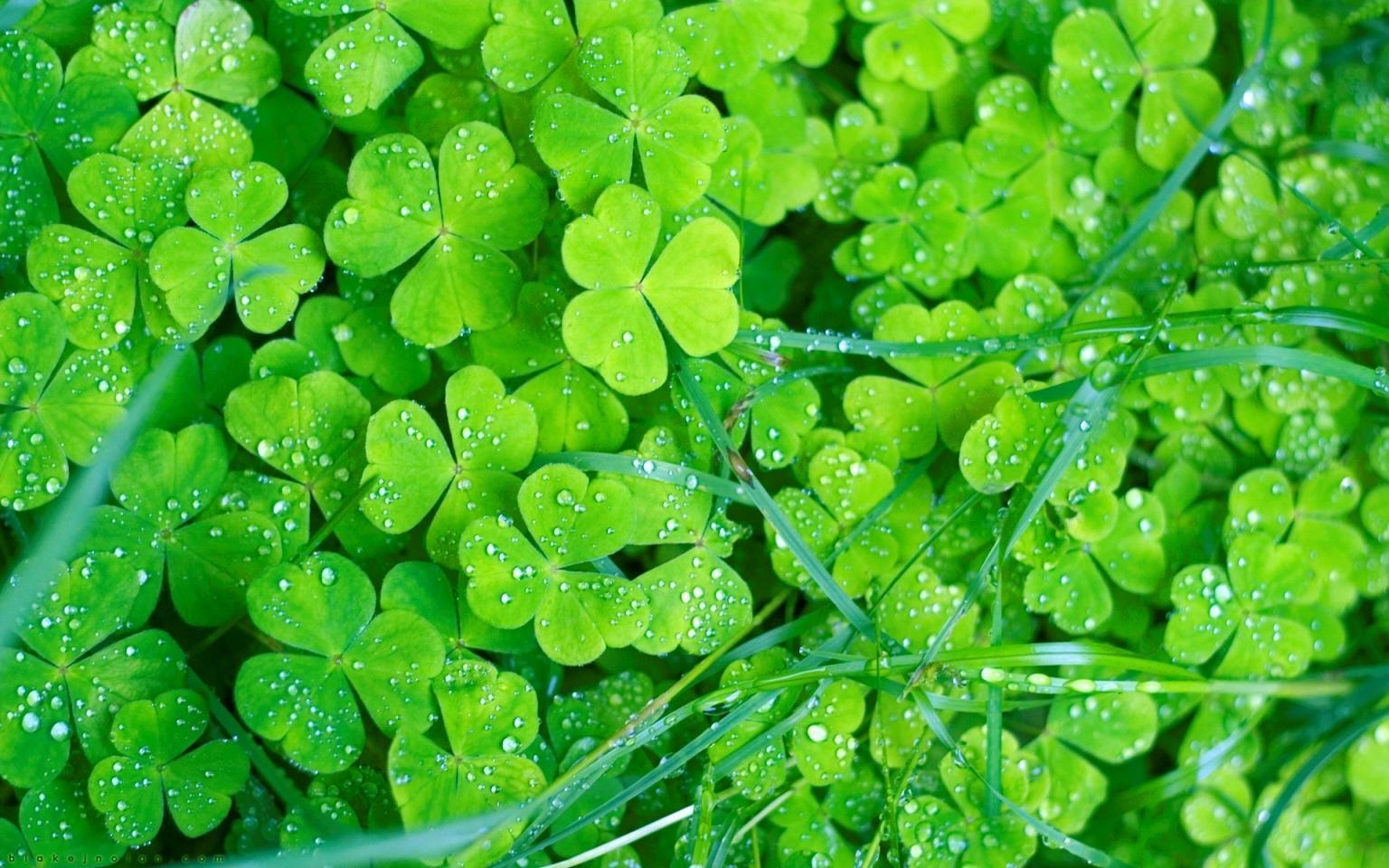 1540x960 Irish clovers free desktop background wallpaper image, Desktop