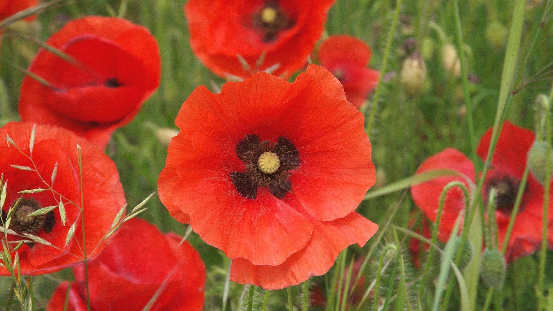 1920x1080 Poppies  Flower Wallpaper - #, Desktop