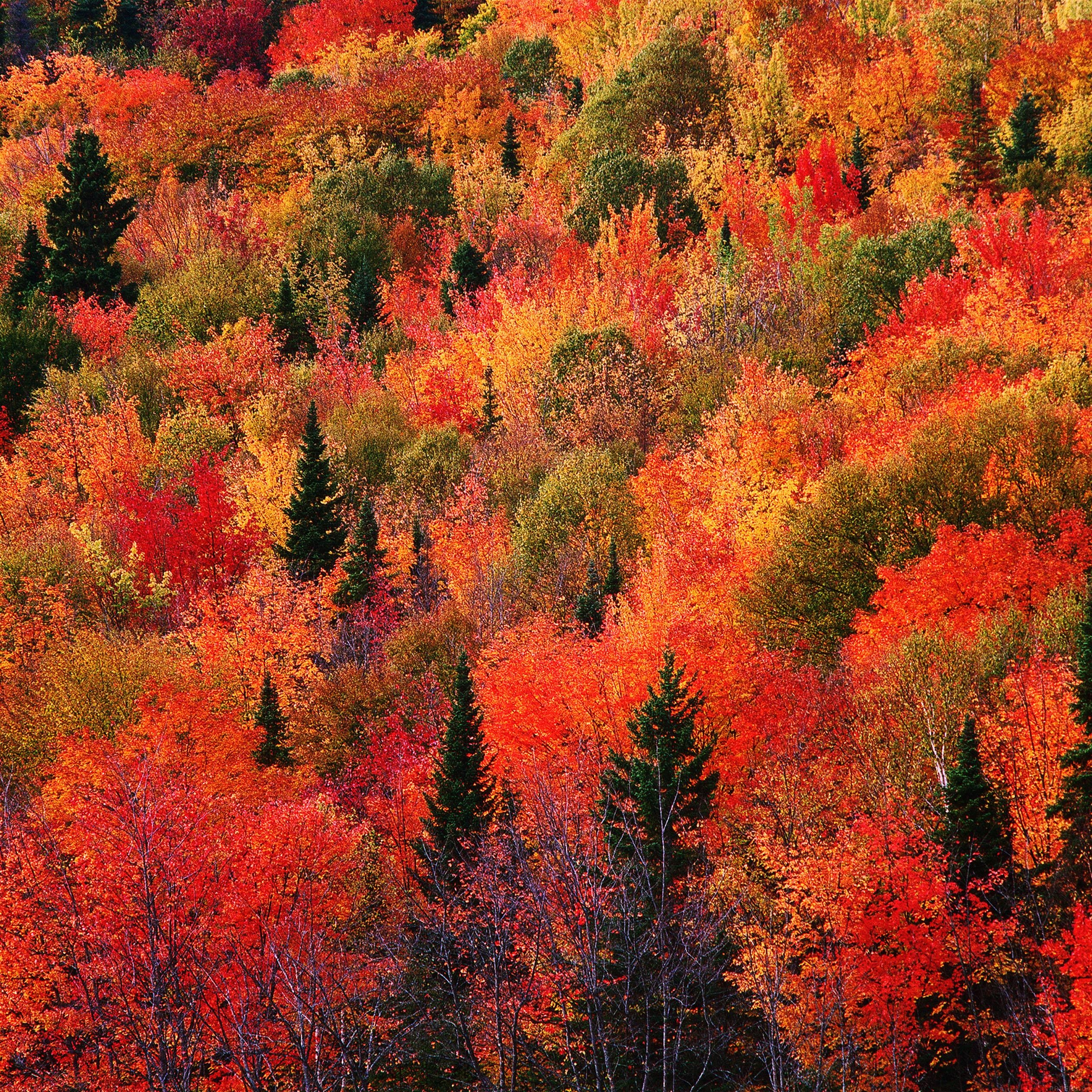 2530x2530 Colorful Fall wallpaper of the week, Phone