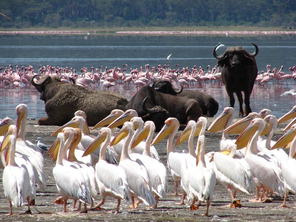 1030x770 Lake Nakuru Day Trip From Nairobi. Lukundo Tours & Safaris, Desktop