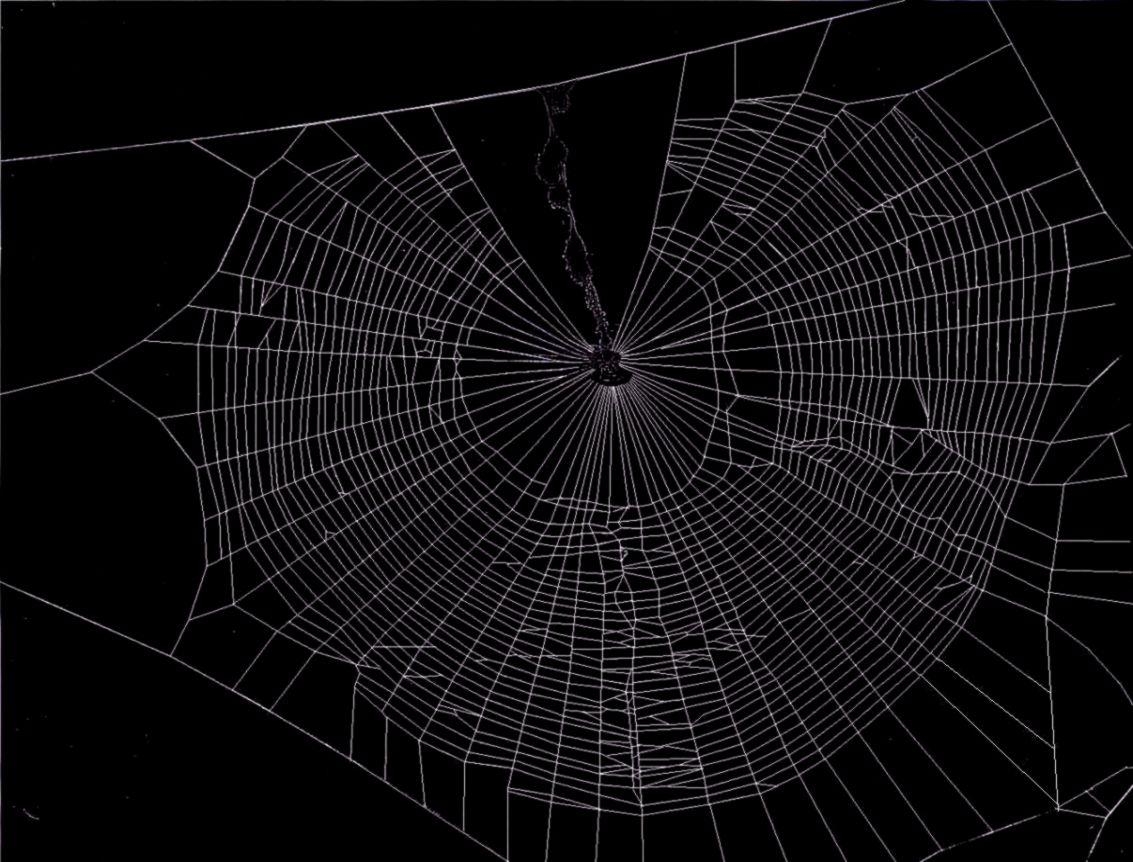 1140x870 Spider On A Spider Web Wallpaper, Desktop