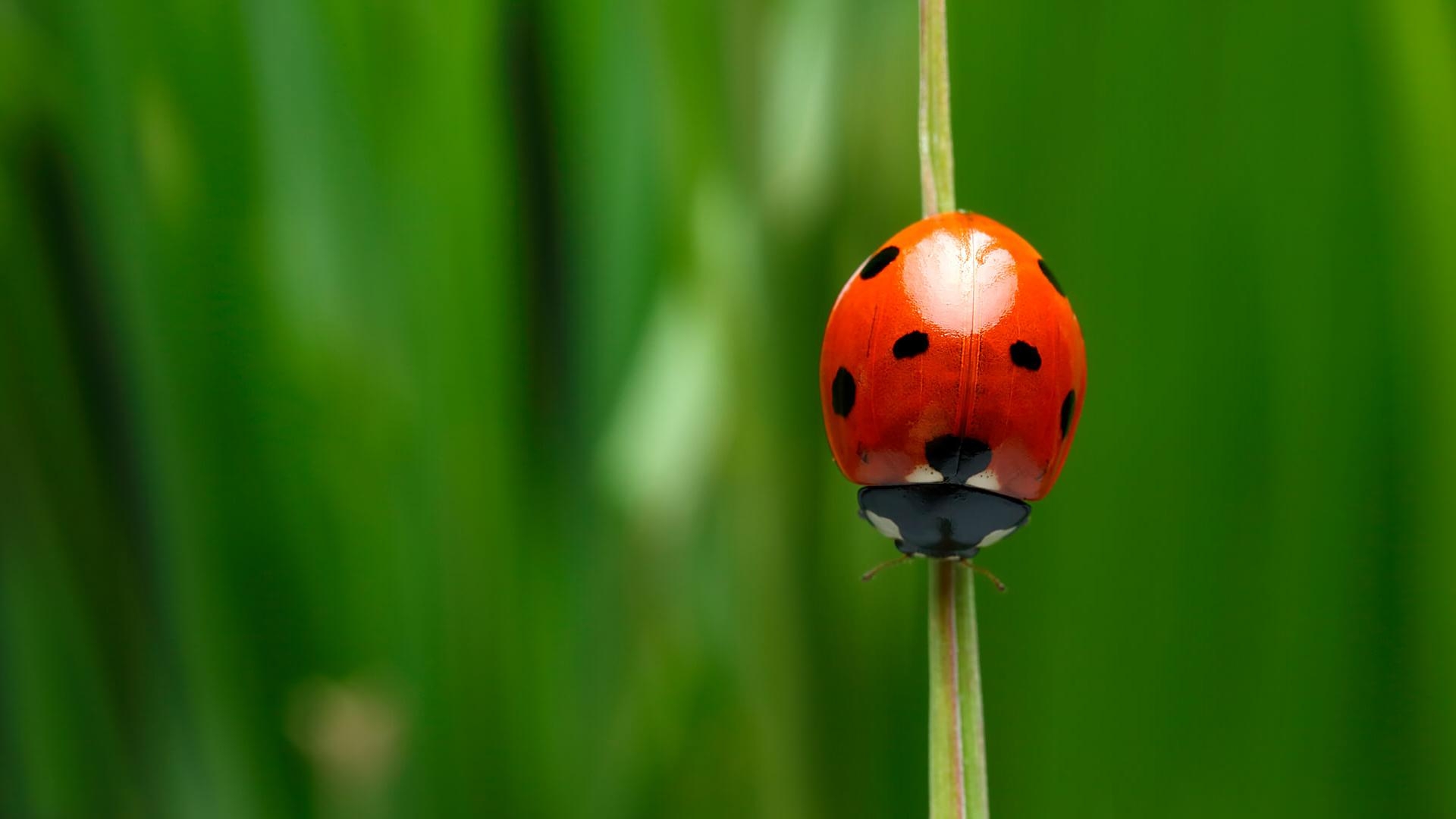 1920x1080 Ladybug. San Diego Zoo Animals & Plants, Desktop