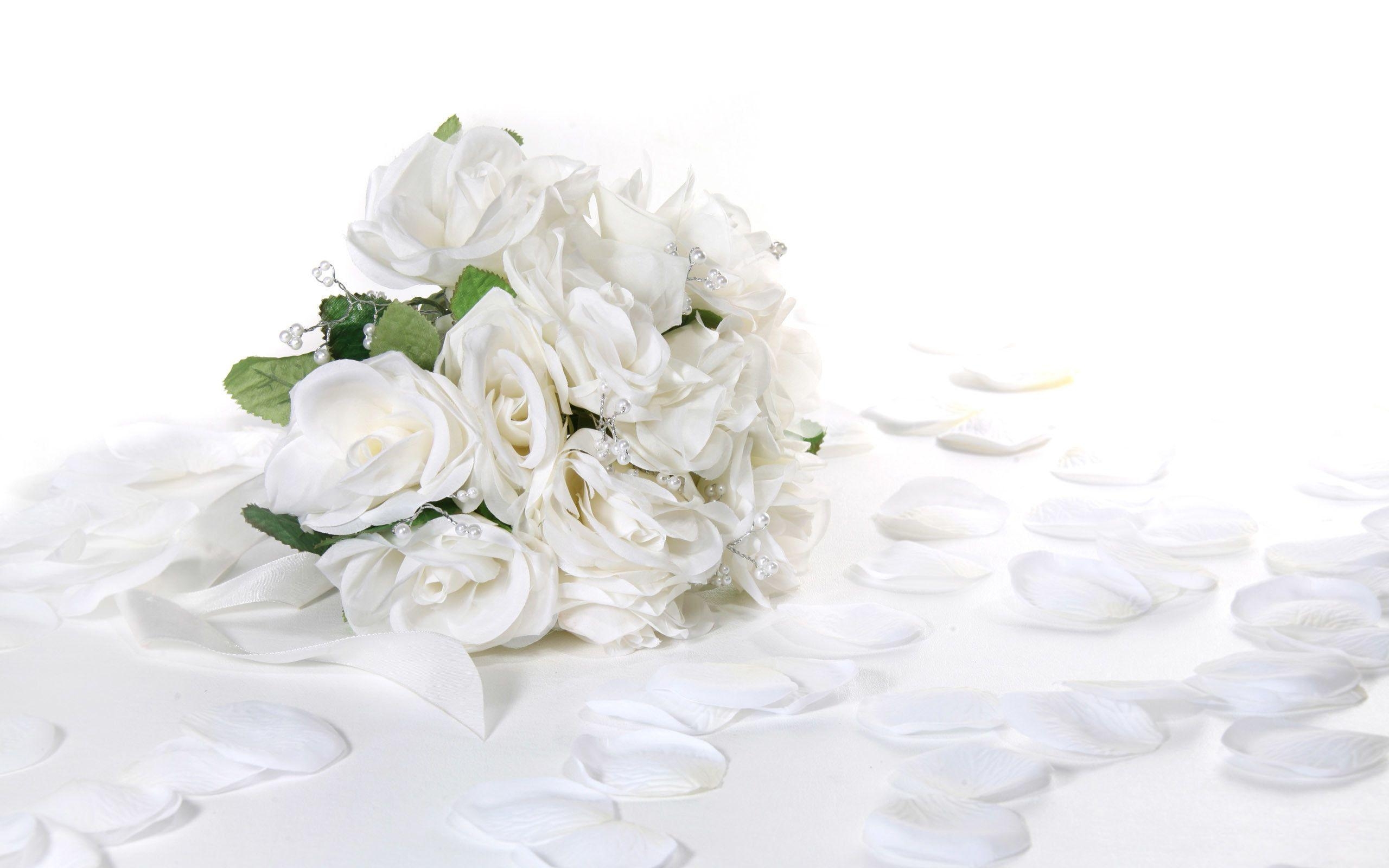 2560x1600 White Rose Wallpaper HD Background, Wallpaper, HD Wallpaper, Desktop