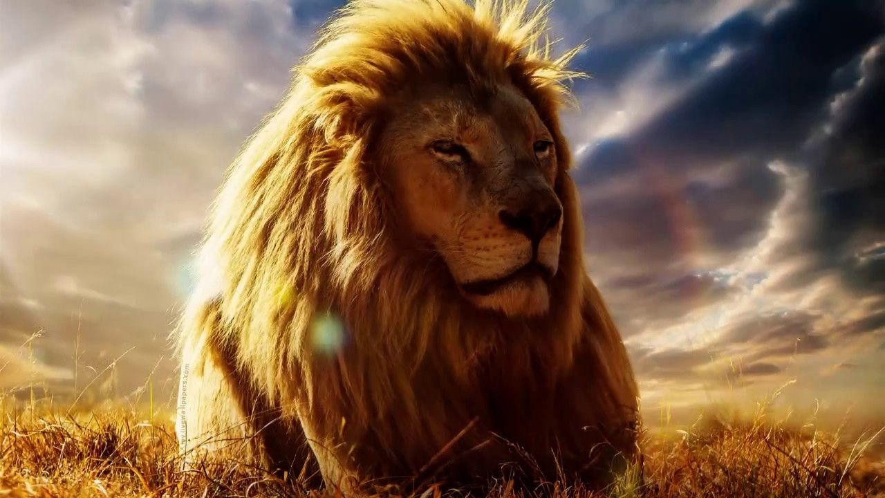 1280x720 Lion Grass Animated Wallpaper, Desktop