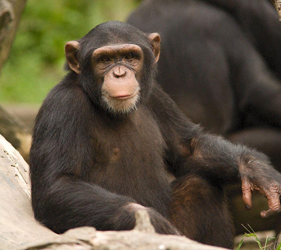 960x860 Chimpanzees Wallpaper. Animals. Animals, Chimpanzee, Cute wild, Desktop